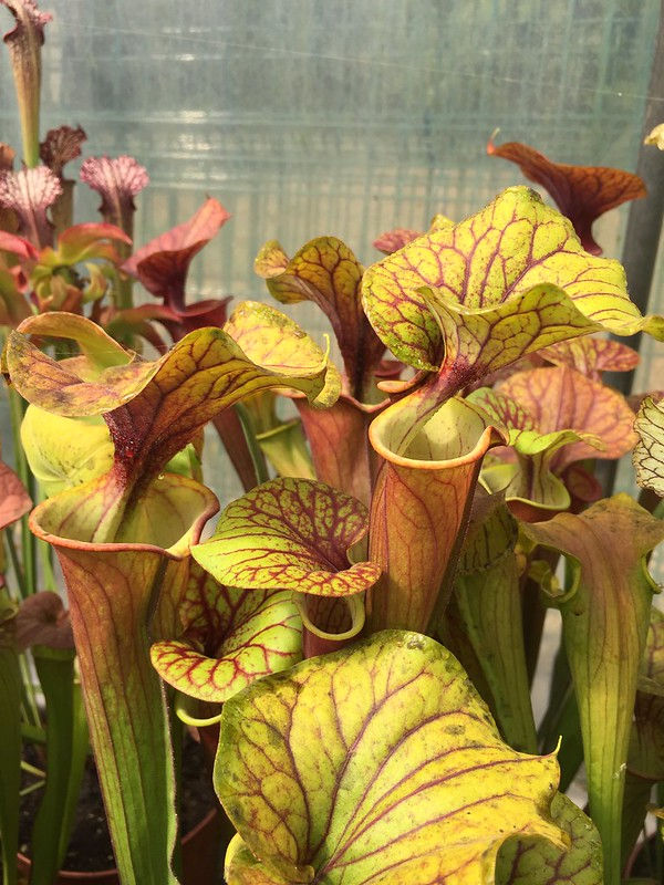 S. flava var. atropurpurea -- don Schnell Clone