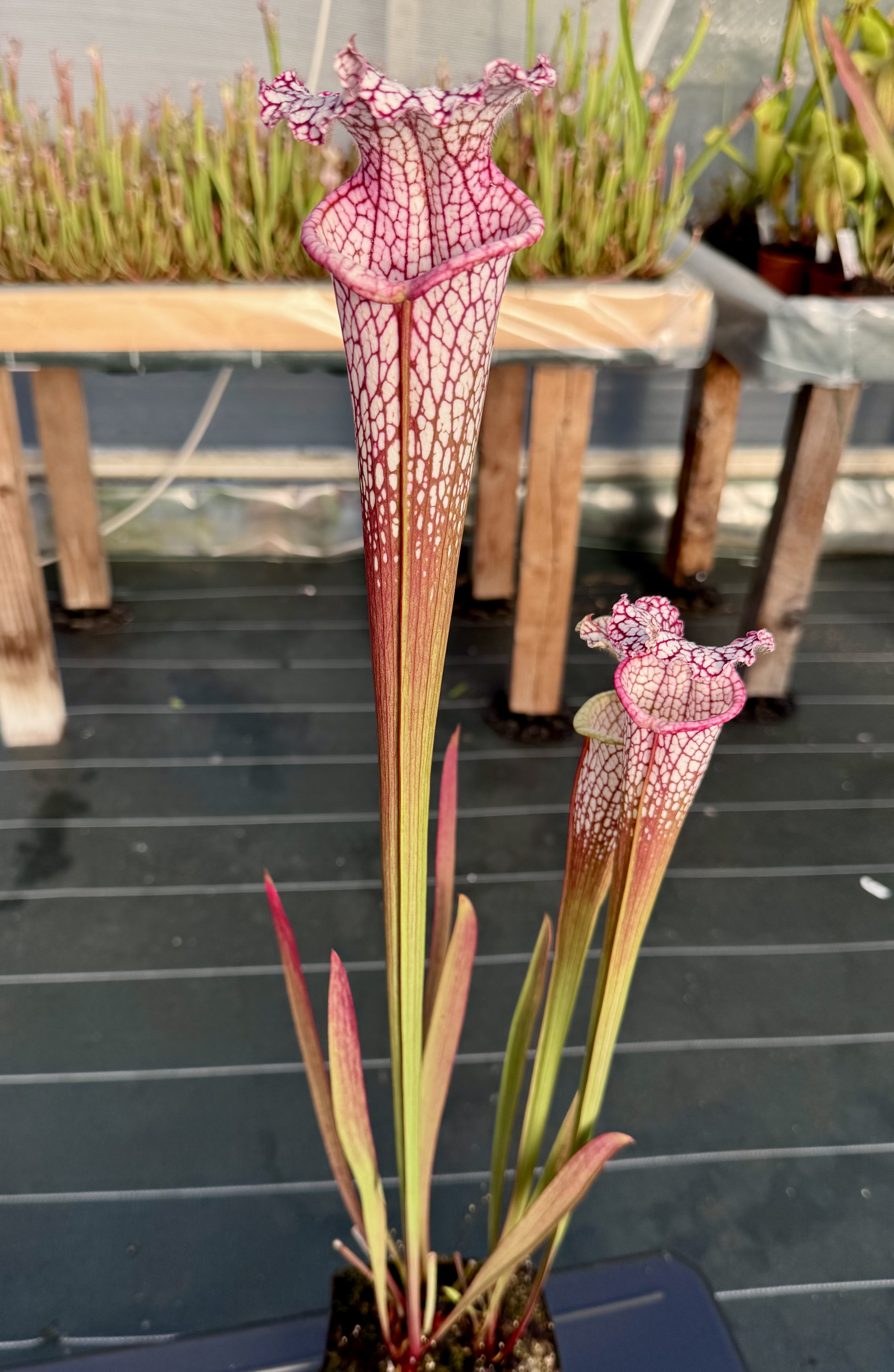 S. leucophylla – L57 × L18 . bêta