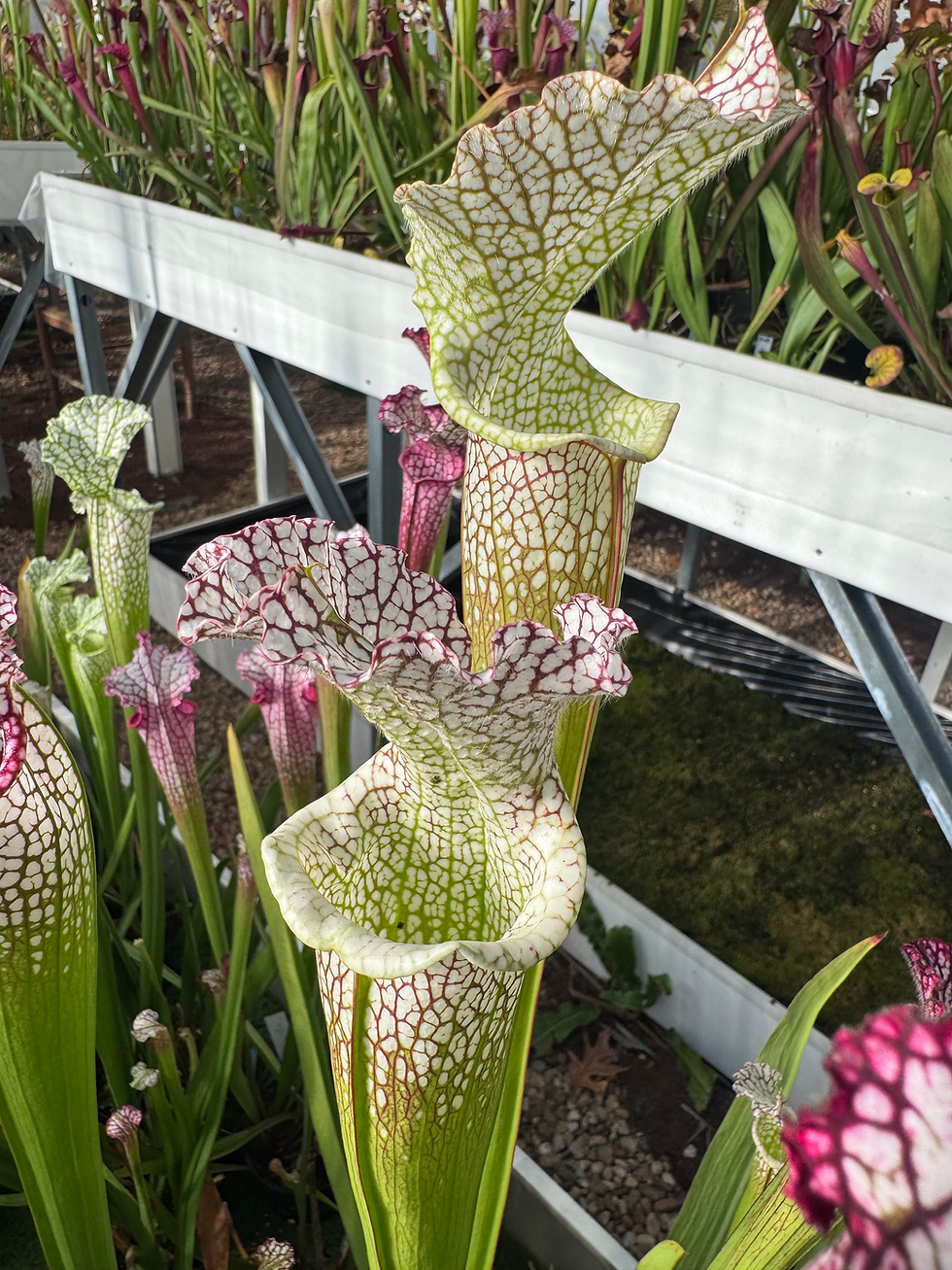 Miniature : S. leucophylla – fine tube élégant