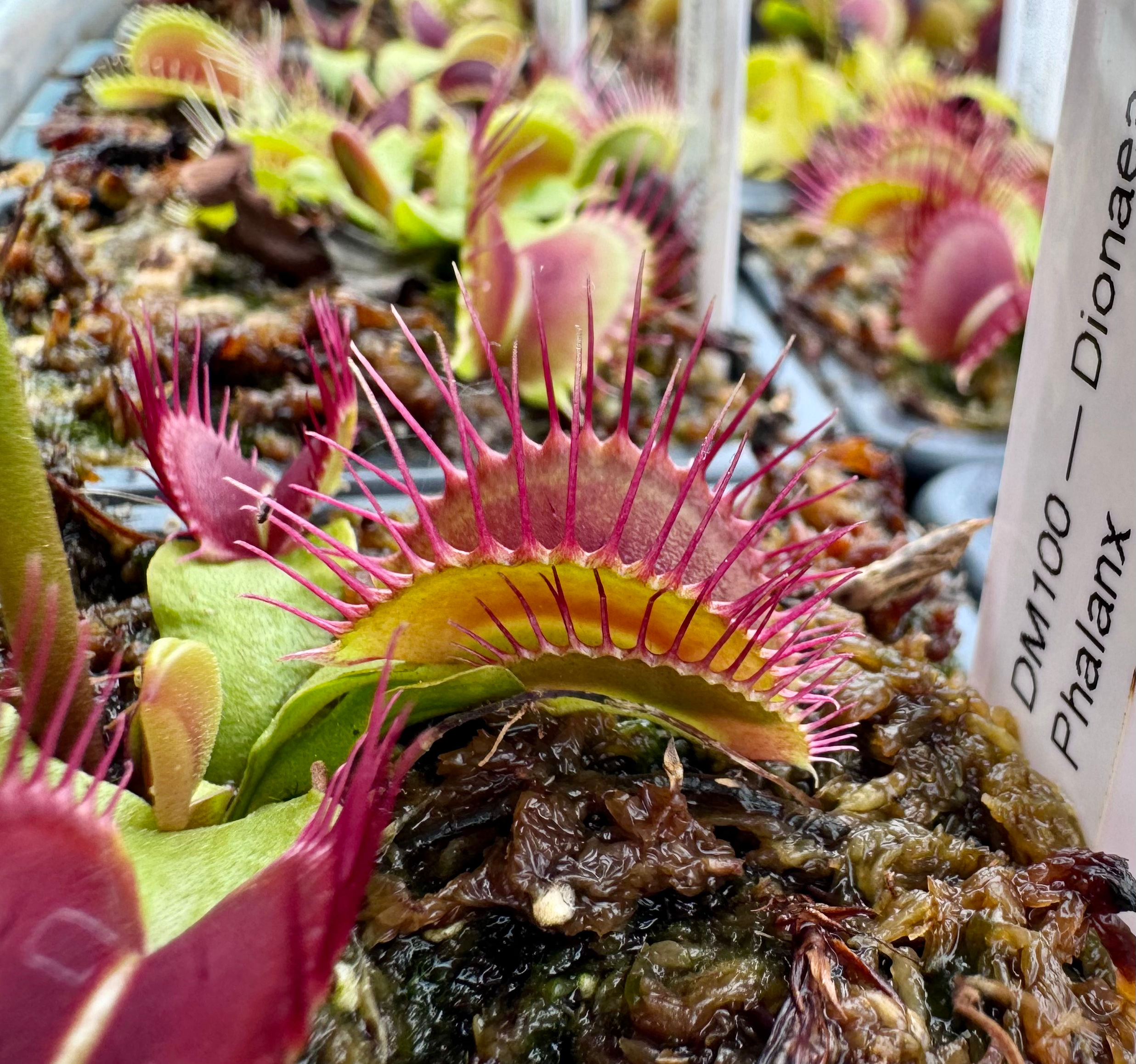 Dionaea muscipula - Phalanx
