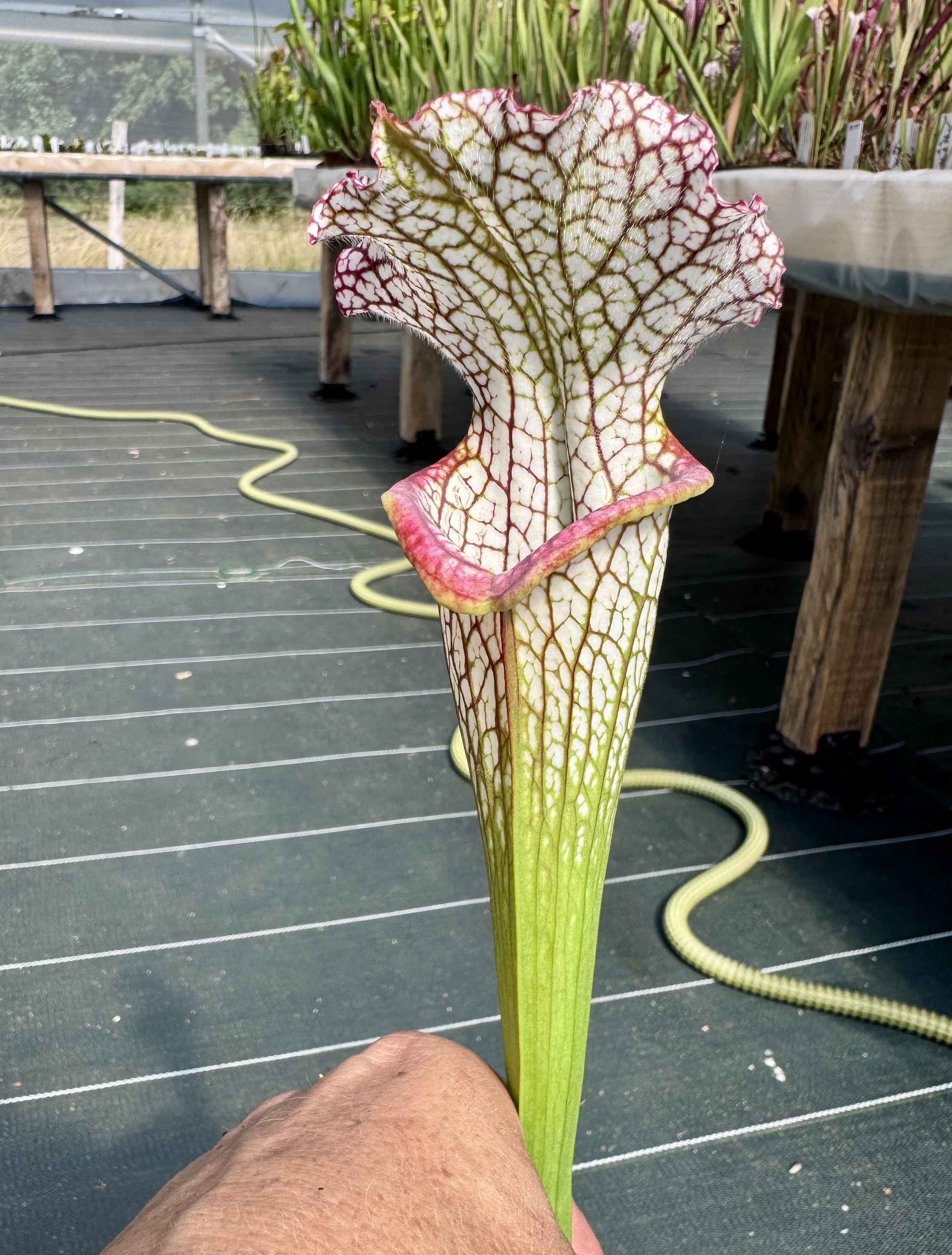 S.Leucophylla – Pink (CK)