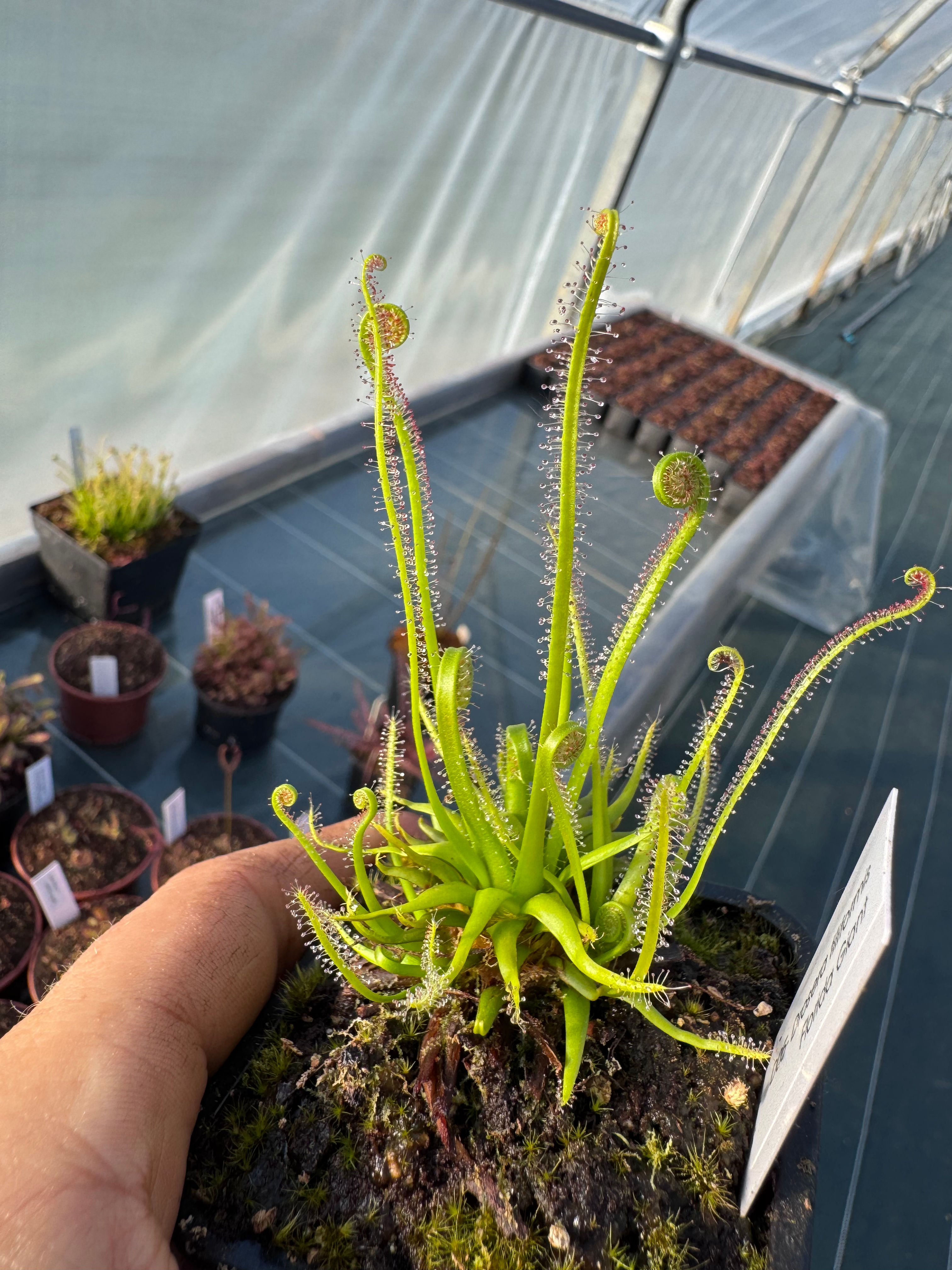 Drosera. filiformis Florida Giant 