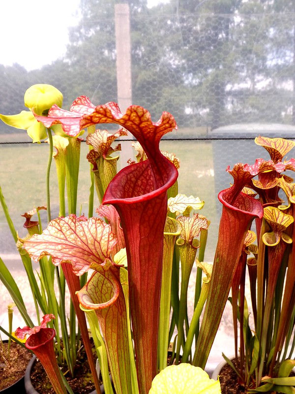 S.x Moorei -- Giant red form