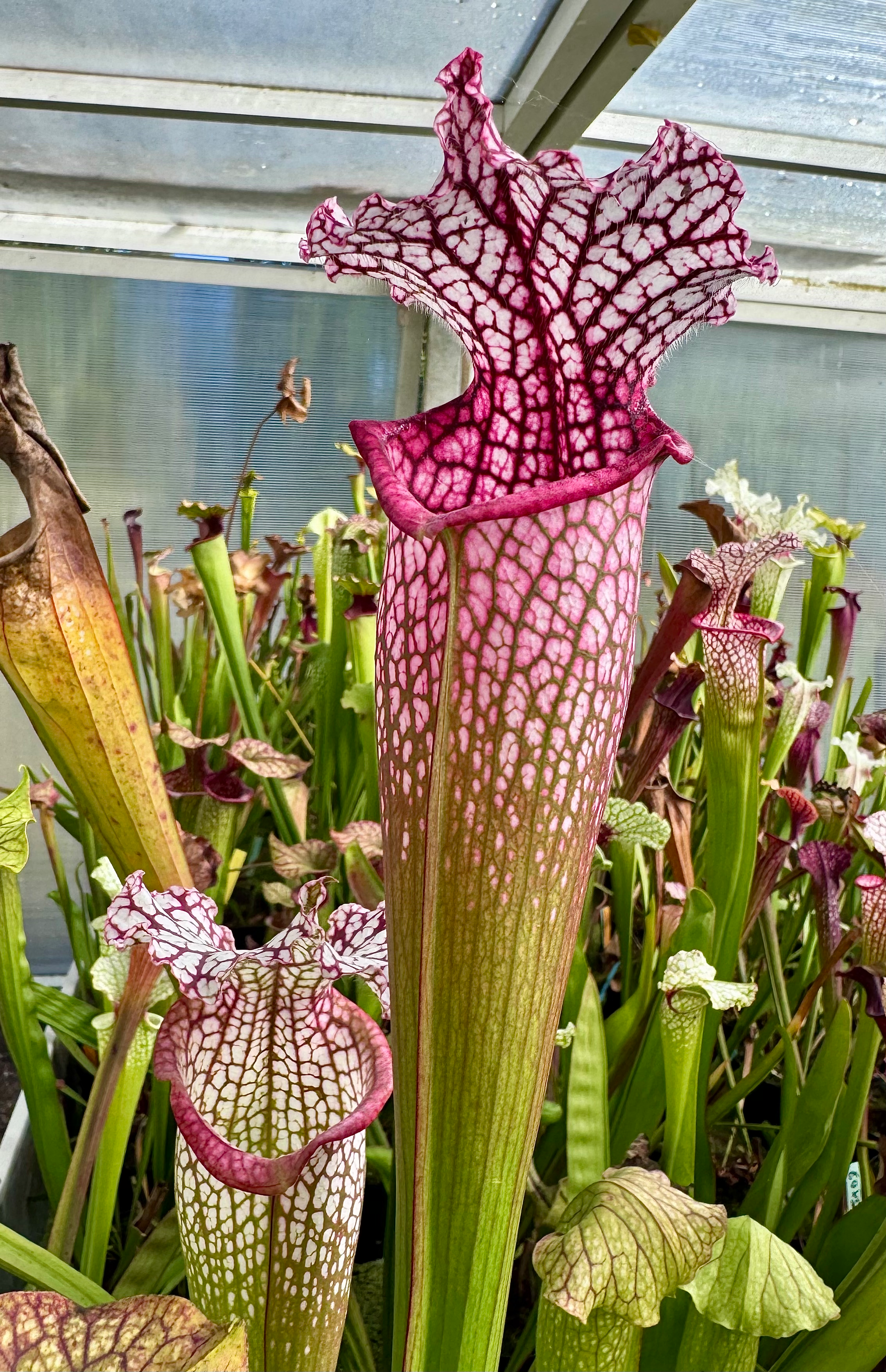 S. x ‘ Mosaic Queen ‘