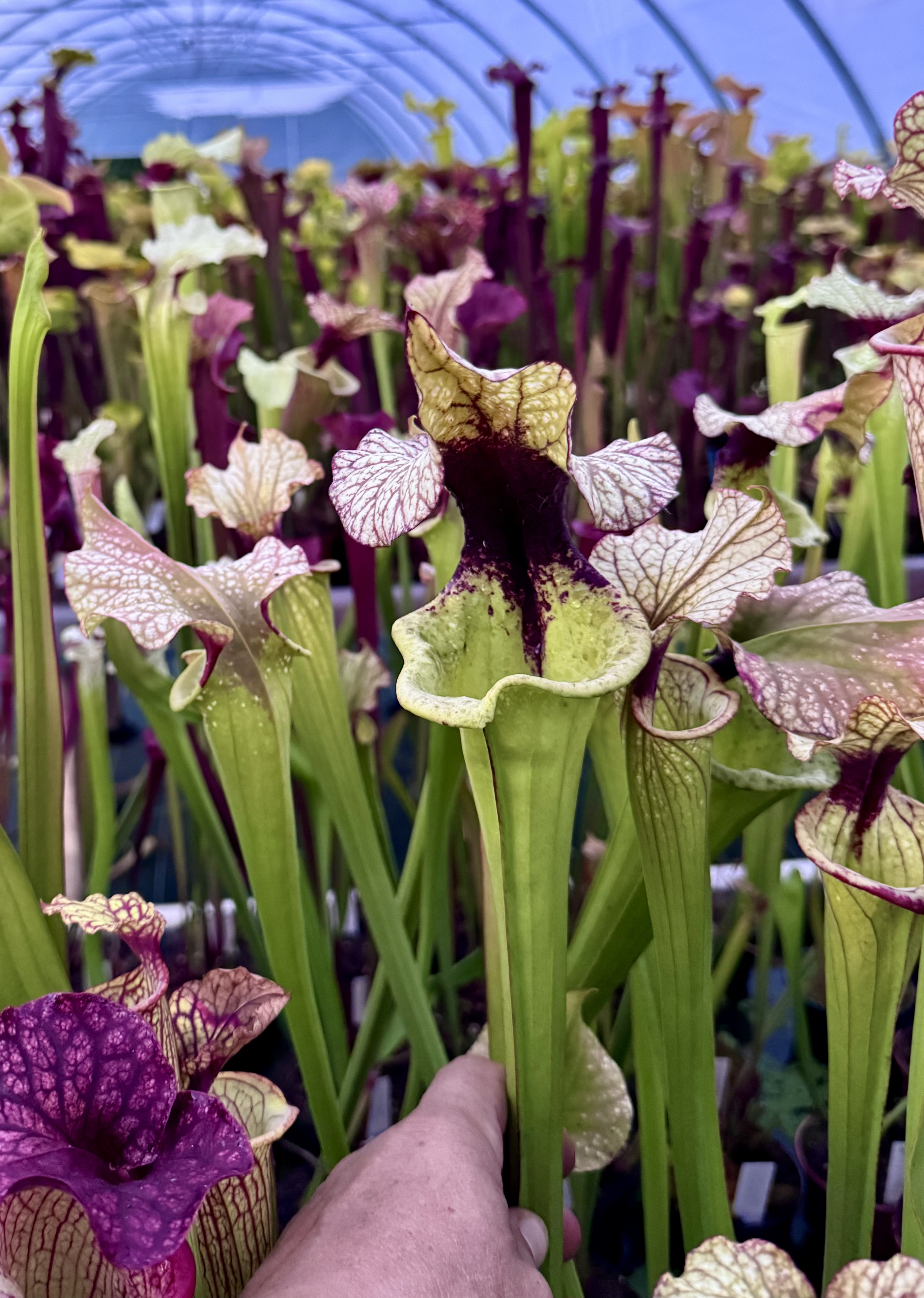 ( S.x Moorei – `Leah Wilkerson’ ) x ( S.x Moorei – `Adrian' )
