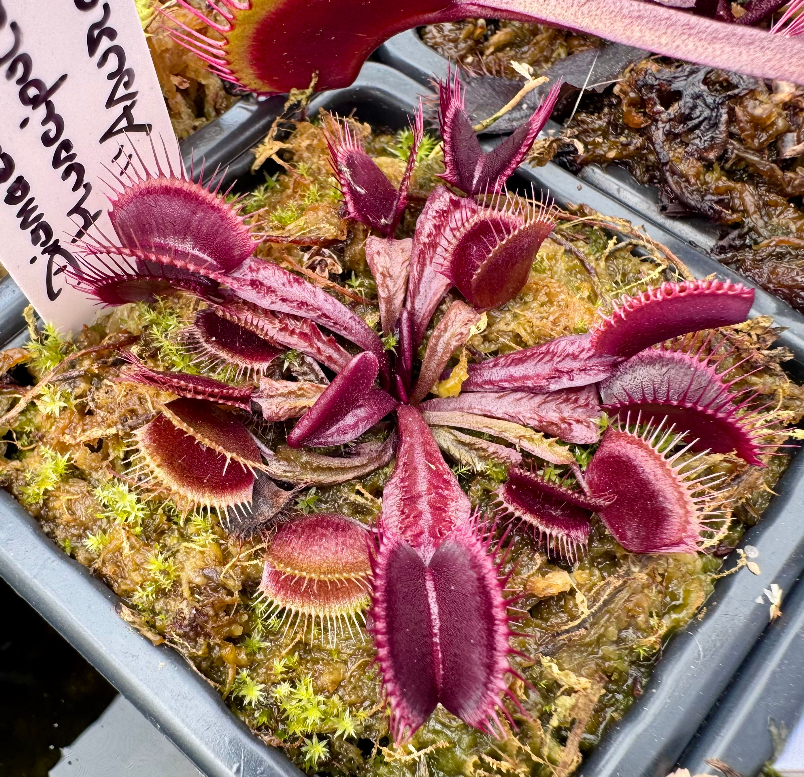 Dionaea muscipula - Asura