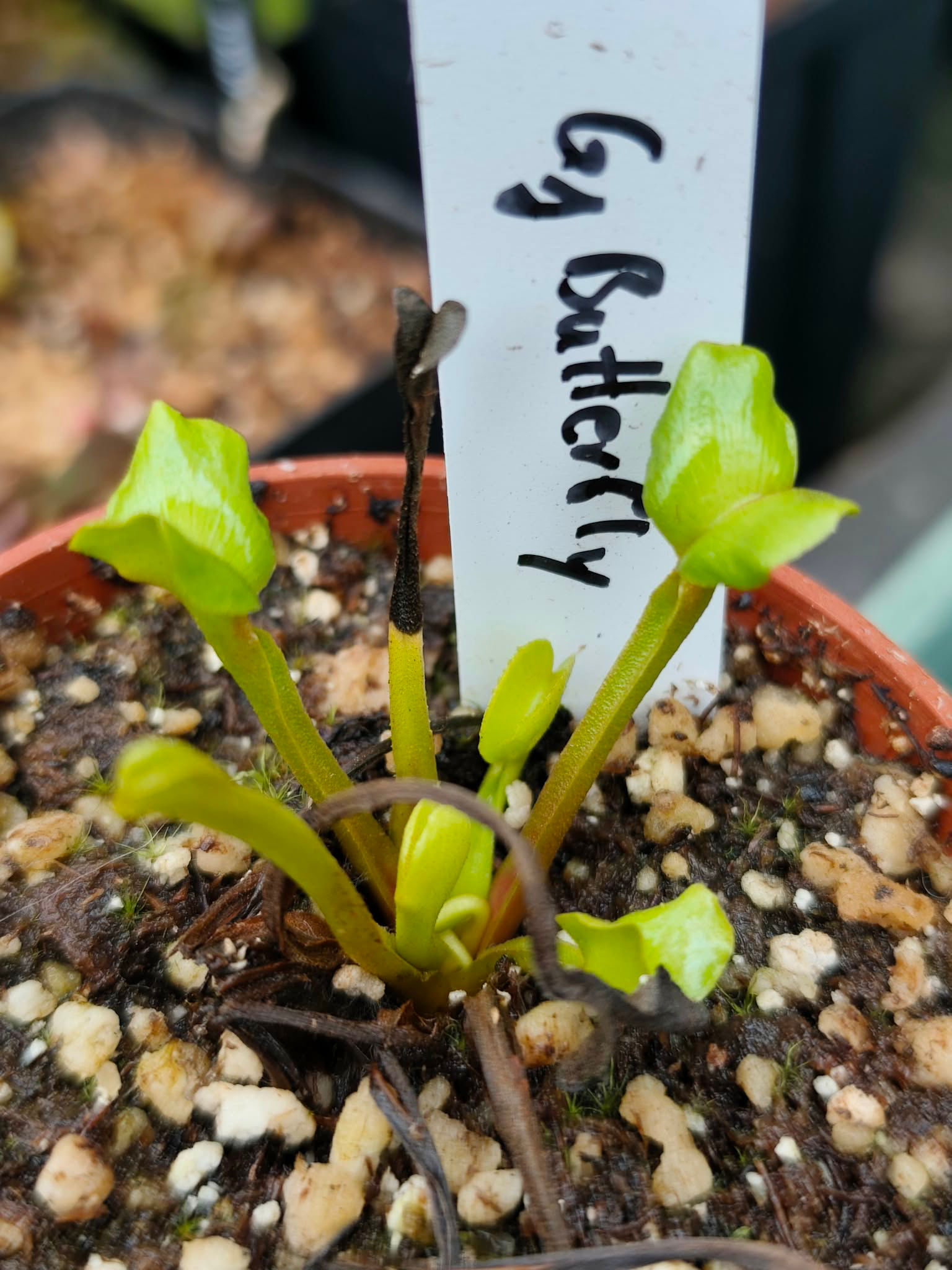Dionaea muscipula - GJ Butterfly