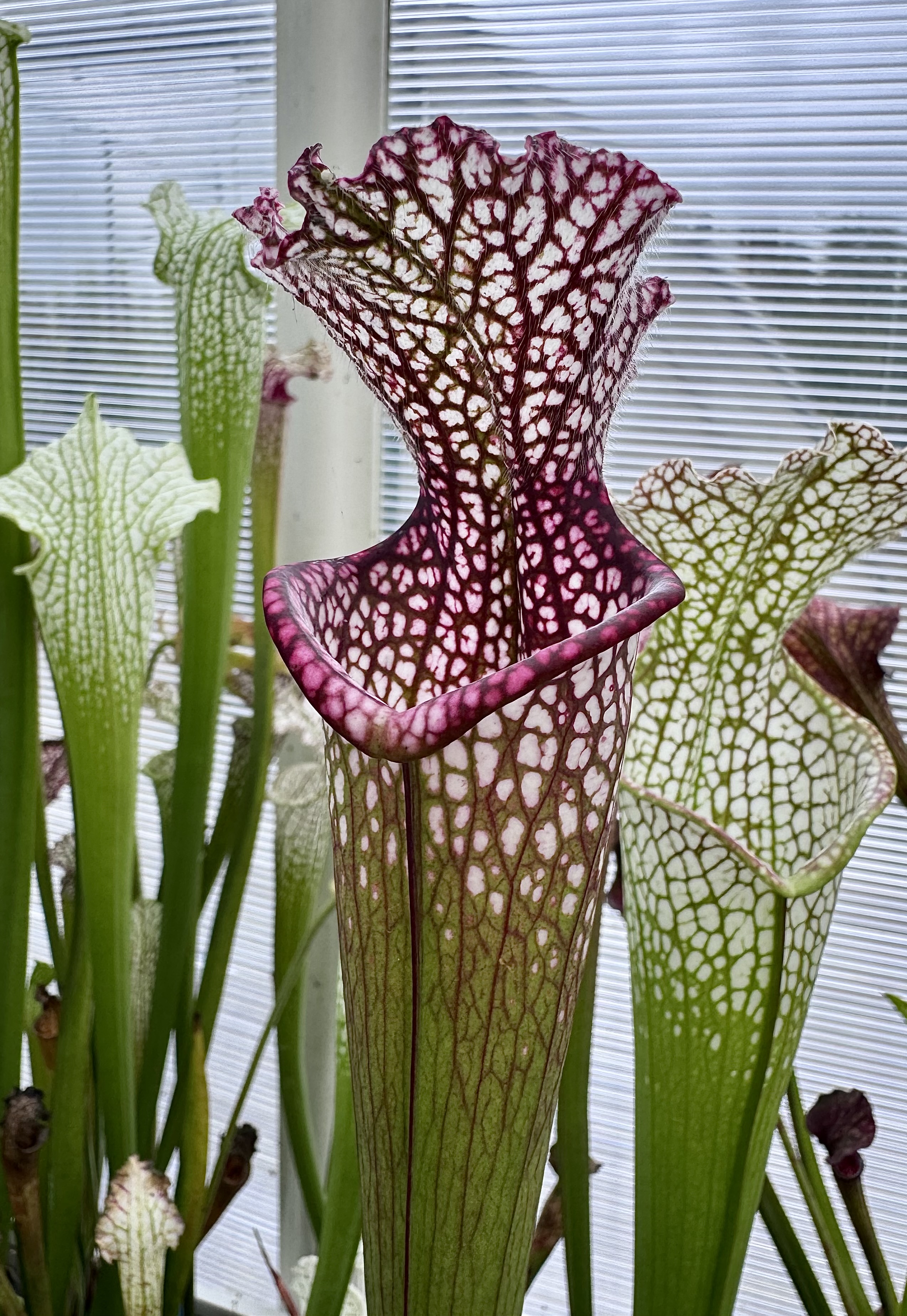 S. leucophylla — ''Nebula Cup''