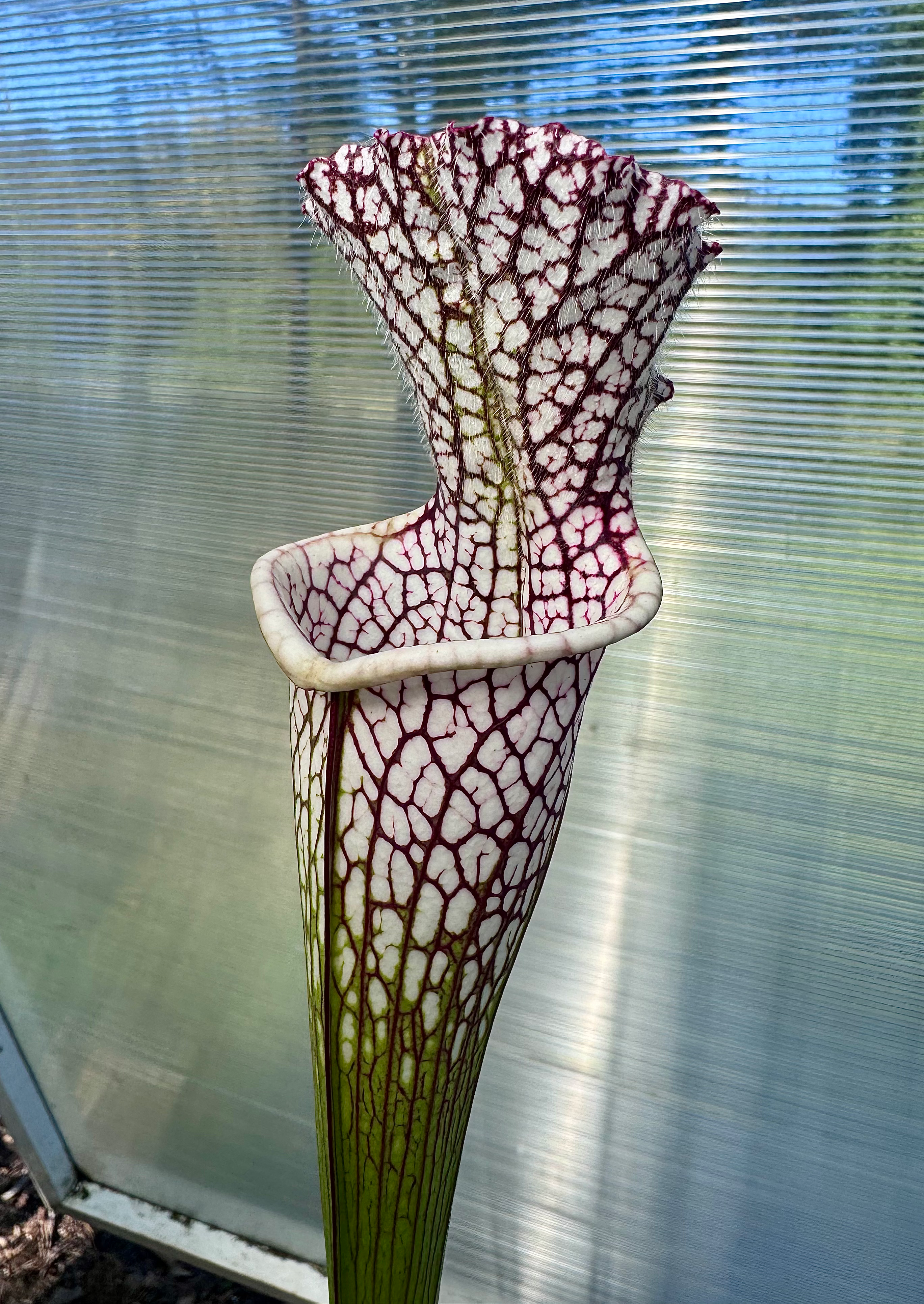S. leucophylla – marston clone 