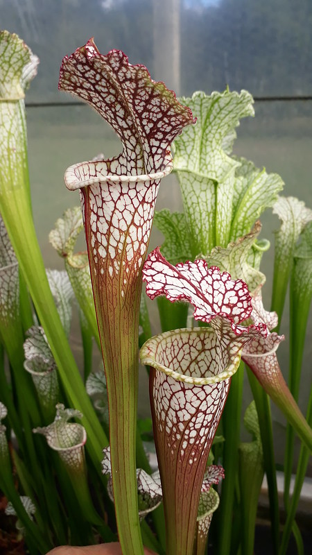 S. leucophylla – red neck