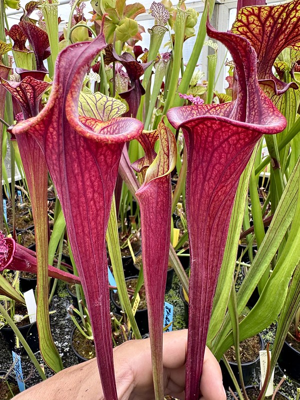 S. flava var. rubricorpora - "Lidless"