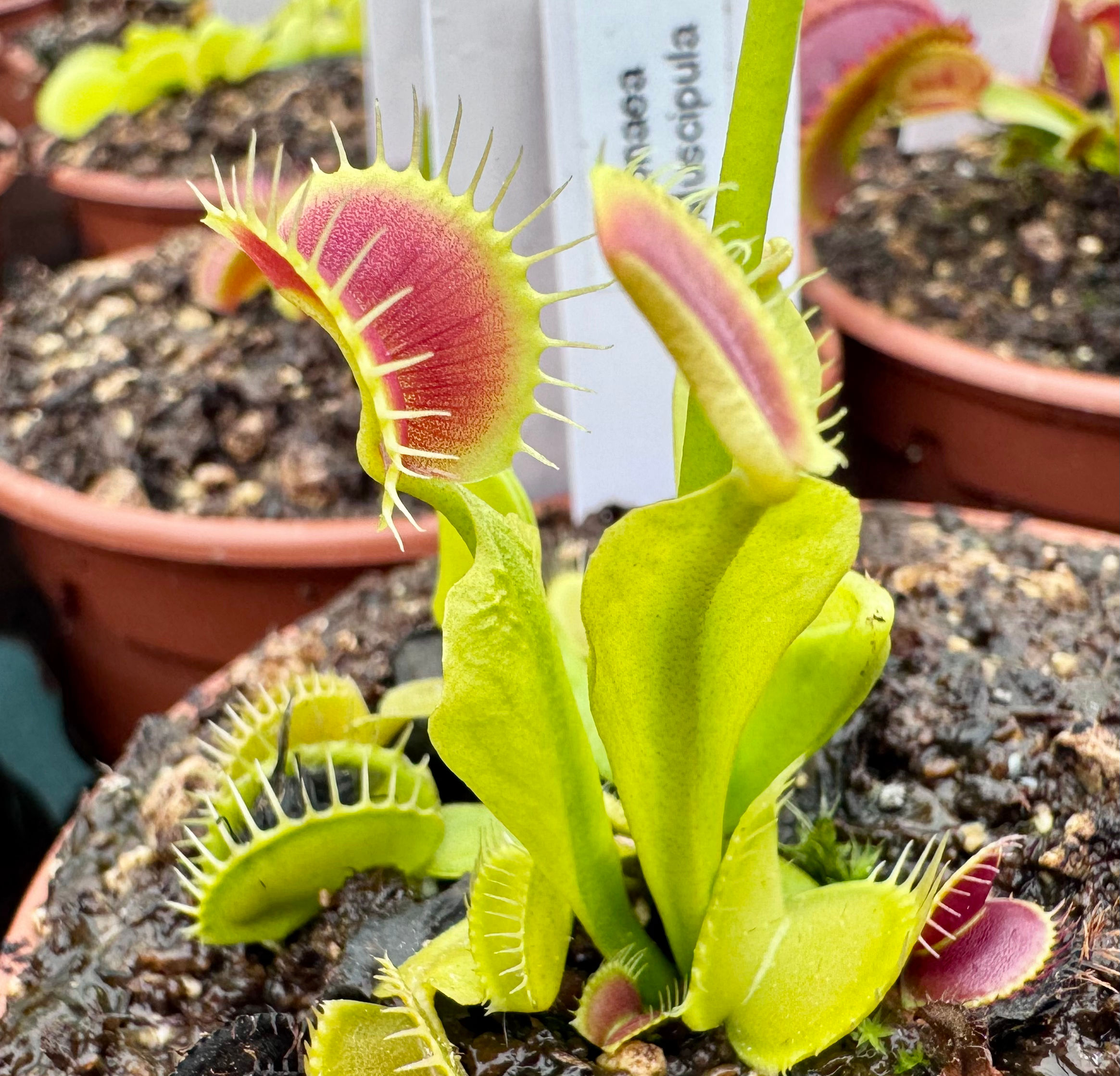 Dionaea muscipula - Crested pétiole