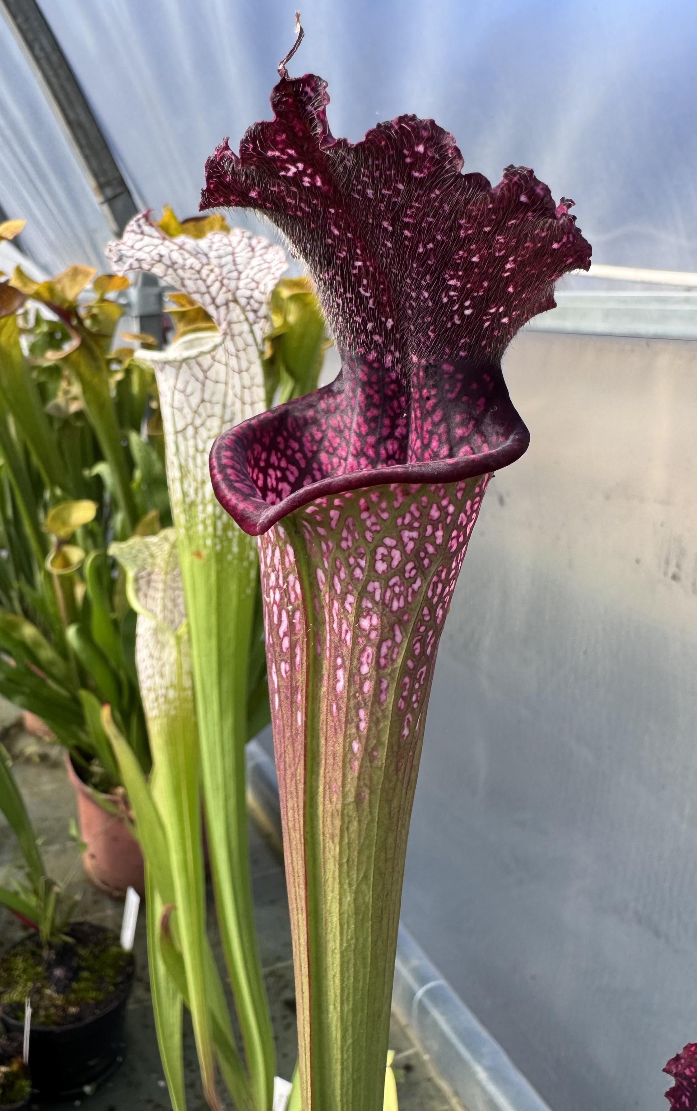 S. leucophylla - 'Black crow'