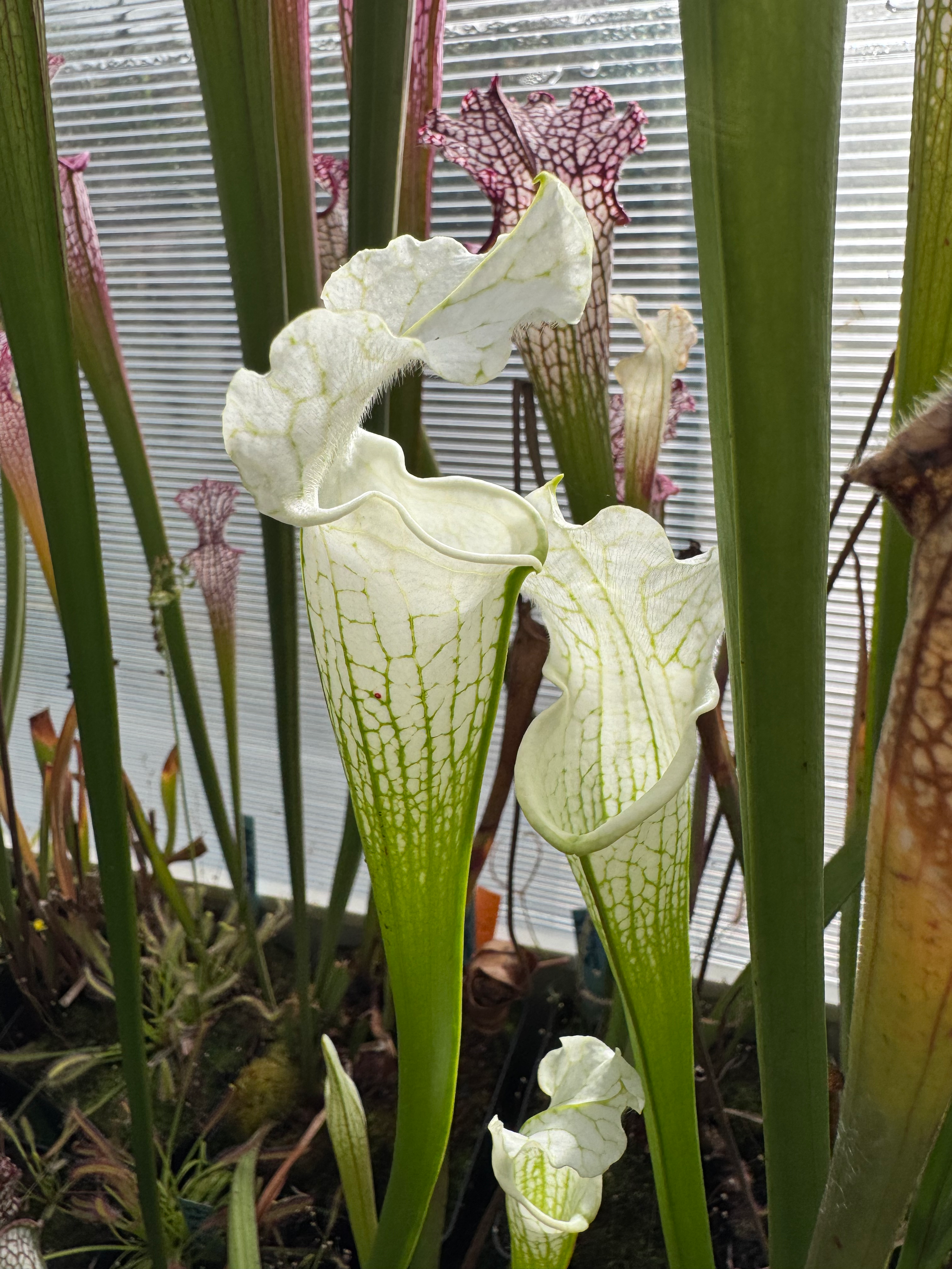 leucophylla – alba # 2