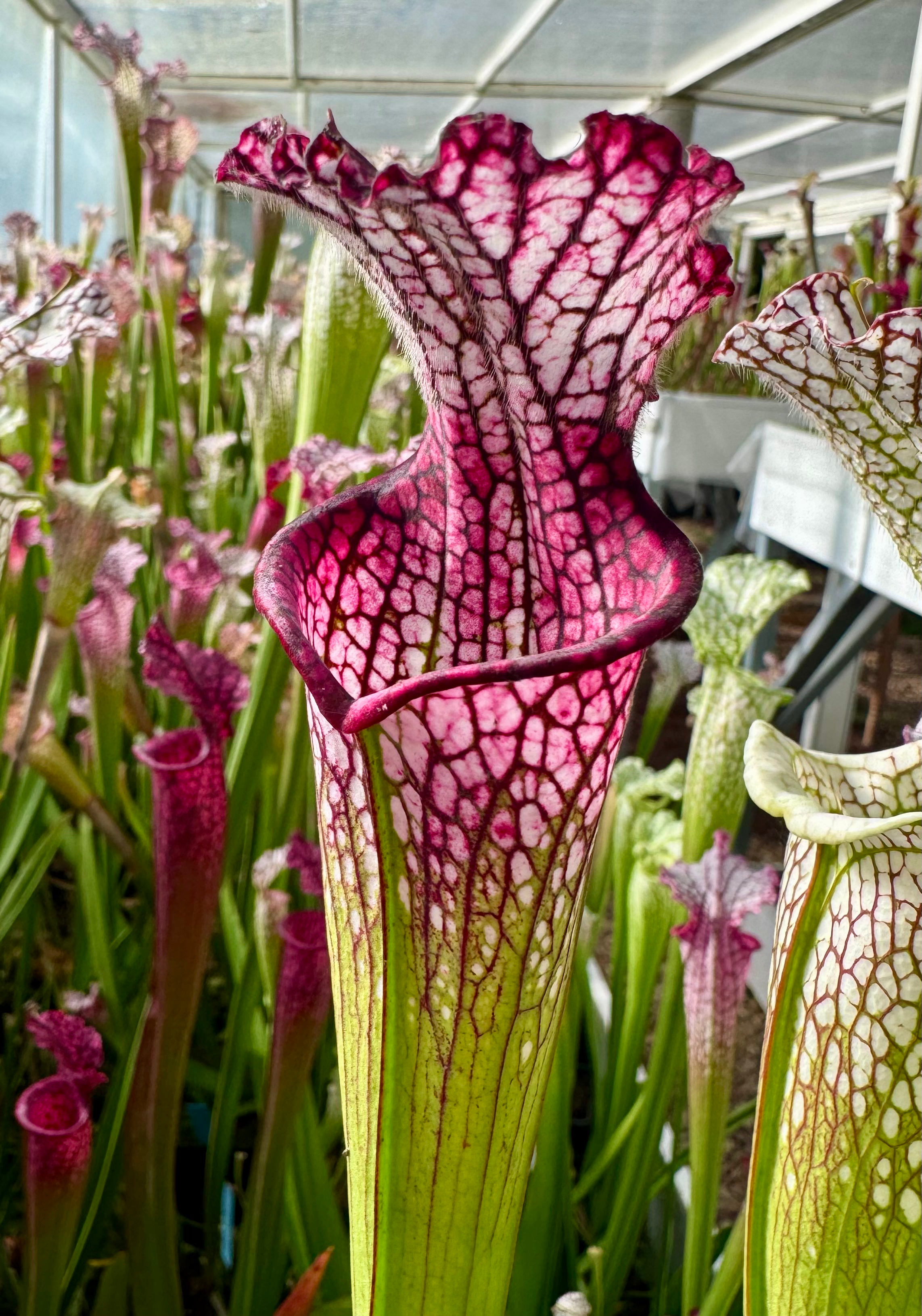 S. leucophylla – L18MK x self