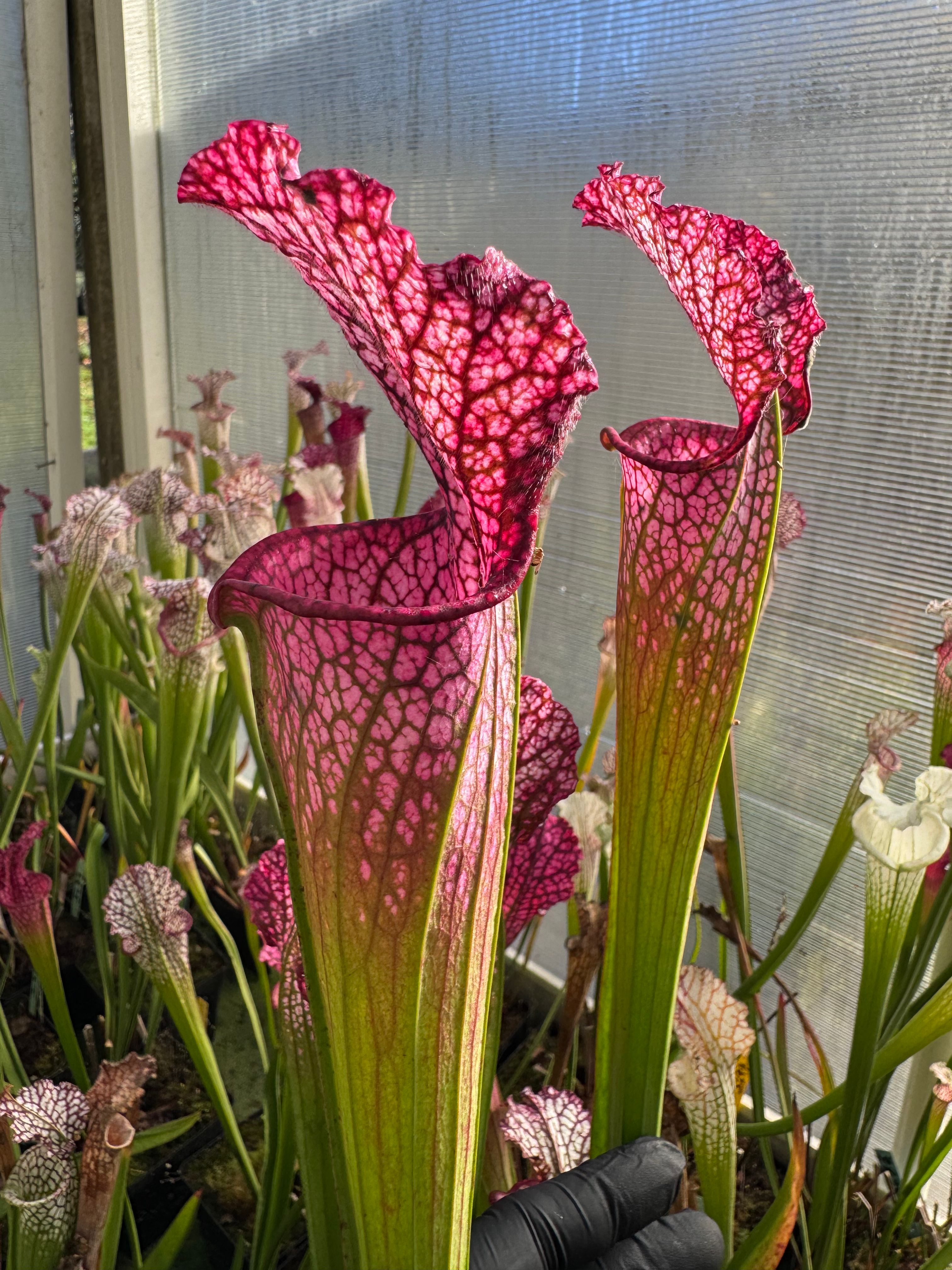 S. leucophylla – Schnell gost X Leucophylla pink sheet