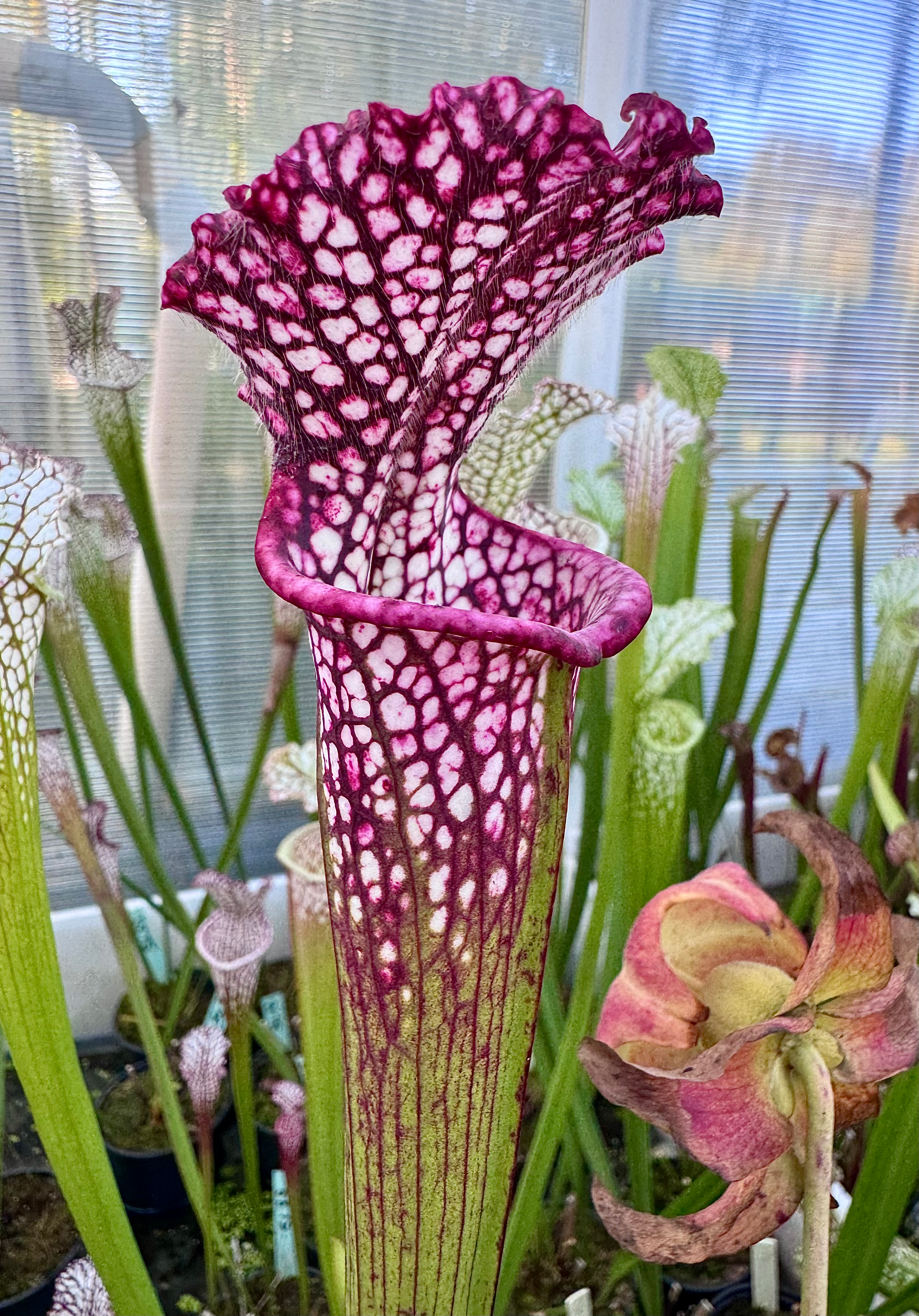 S. leucophylla -- red/pink
