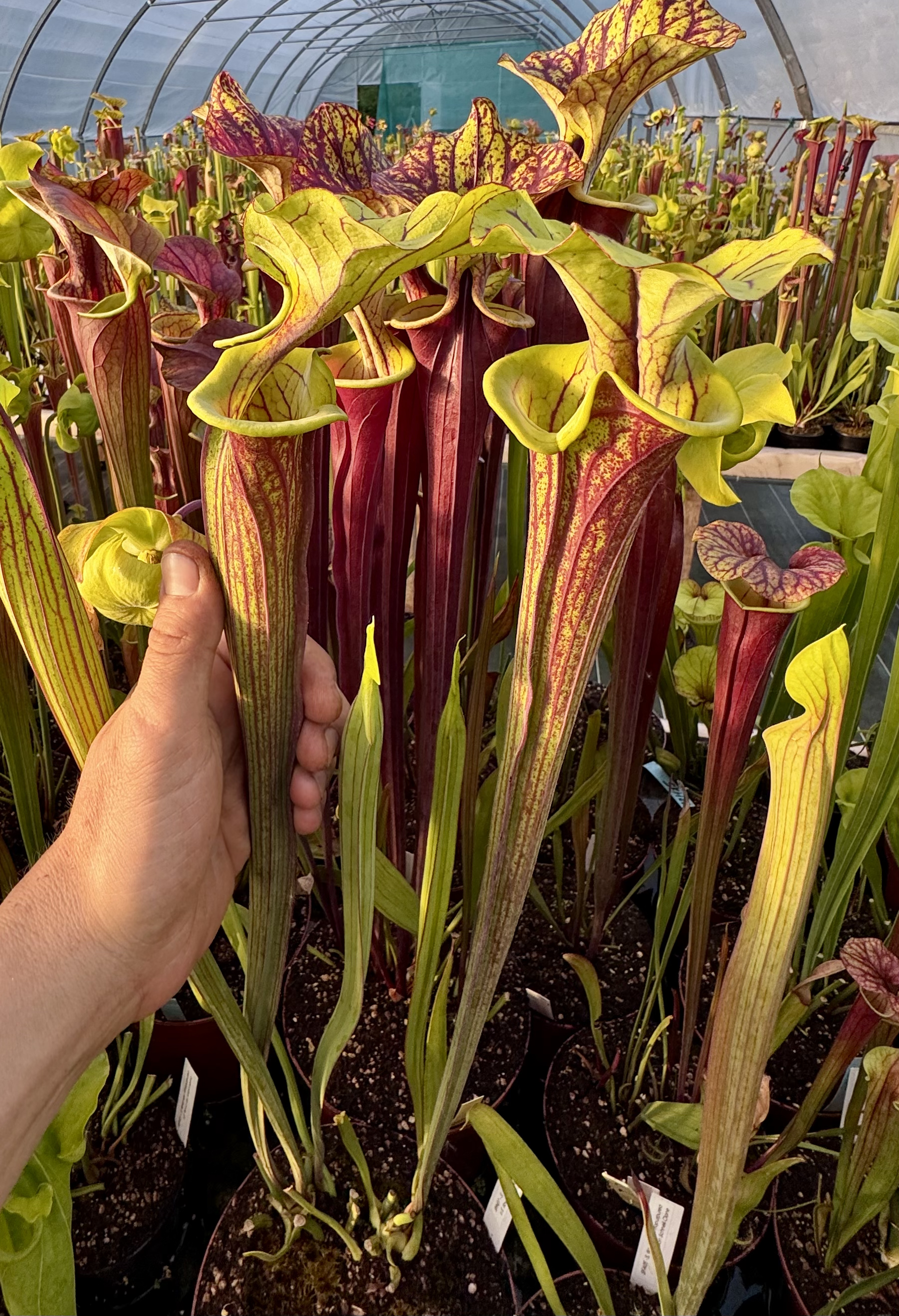 S. f,var. ornata (“Heavy Veined Giant, Ap) × S. f,var. ornata- Solid Red Throat