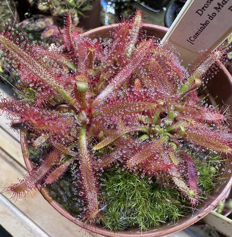 Drosera latifolia [Caminho do Mar Parque, Sao Paolo, Brazil]