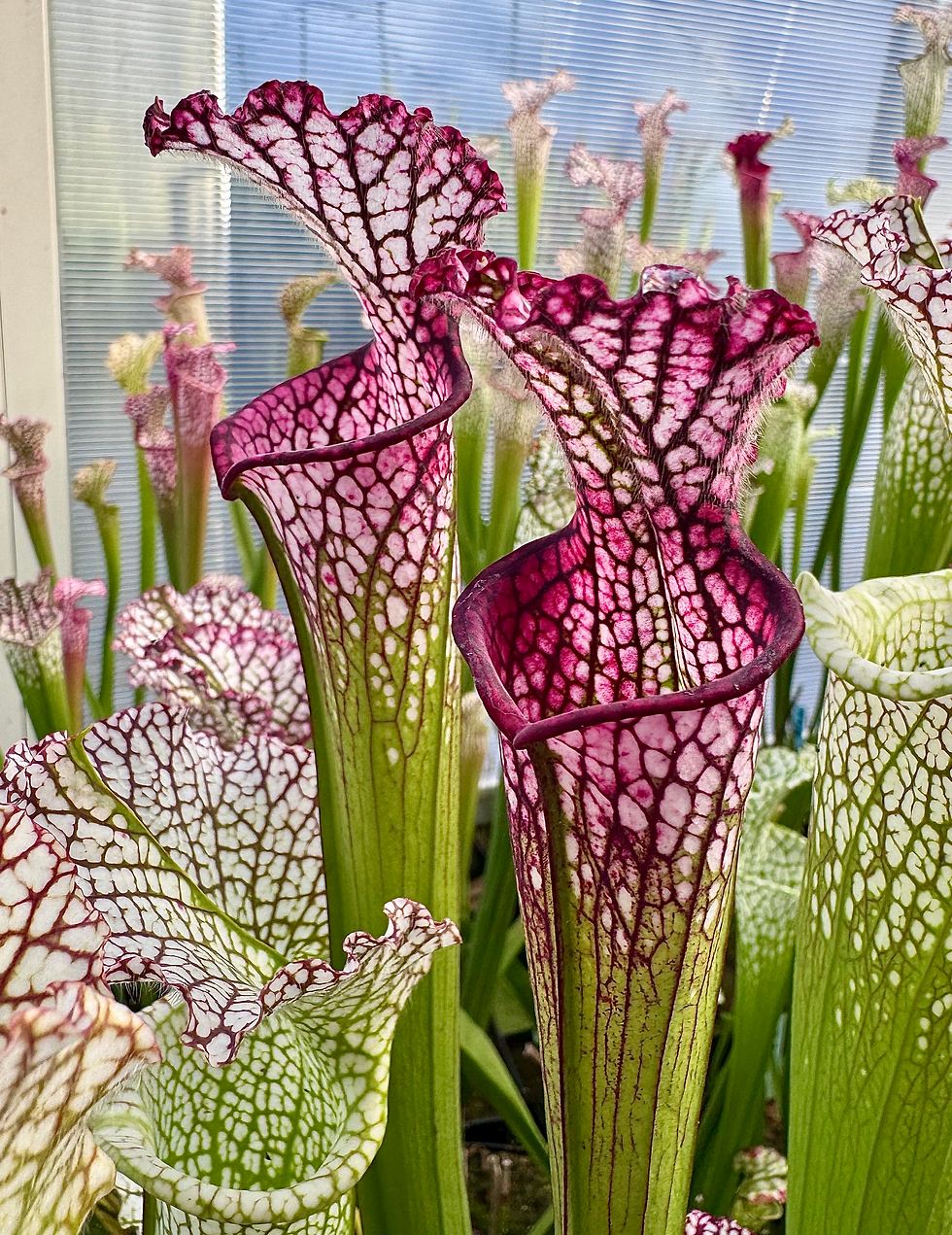 Miniature : S. leucophylla – L18MK x self