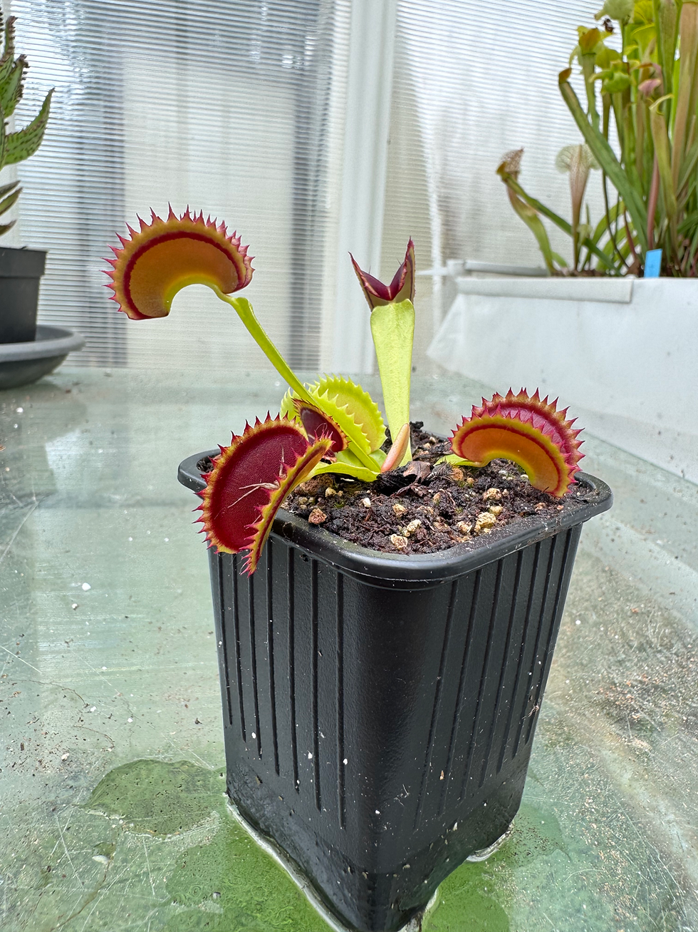 Miniature : Dionaea muscipula "dracula"