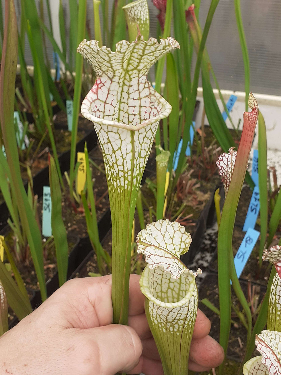 S. leucophylla – ( Pink CK ) X ( S. leucophylla -- pouty Lip ) C2