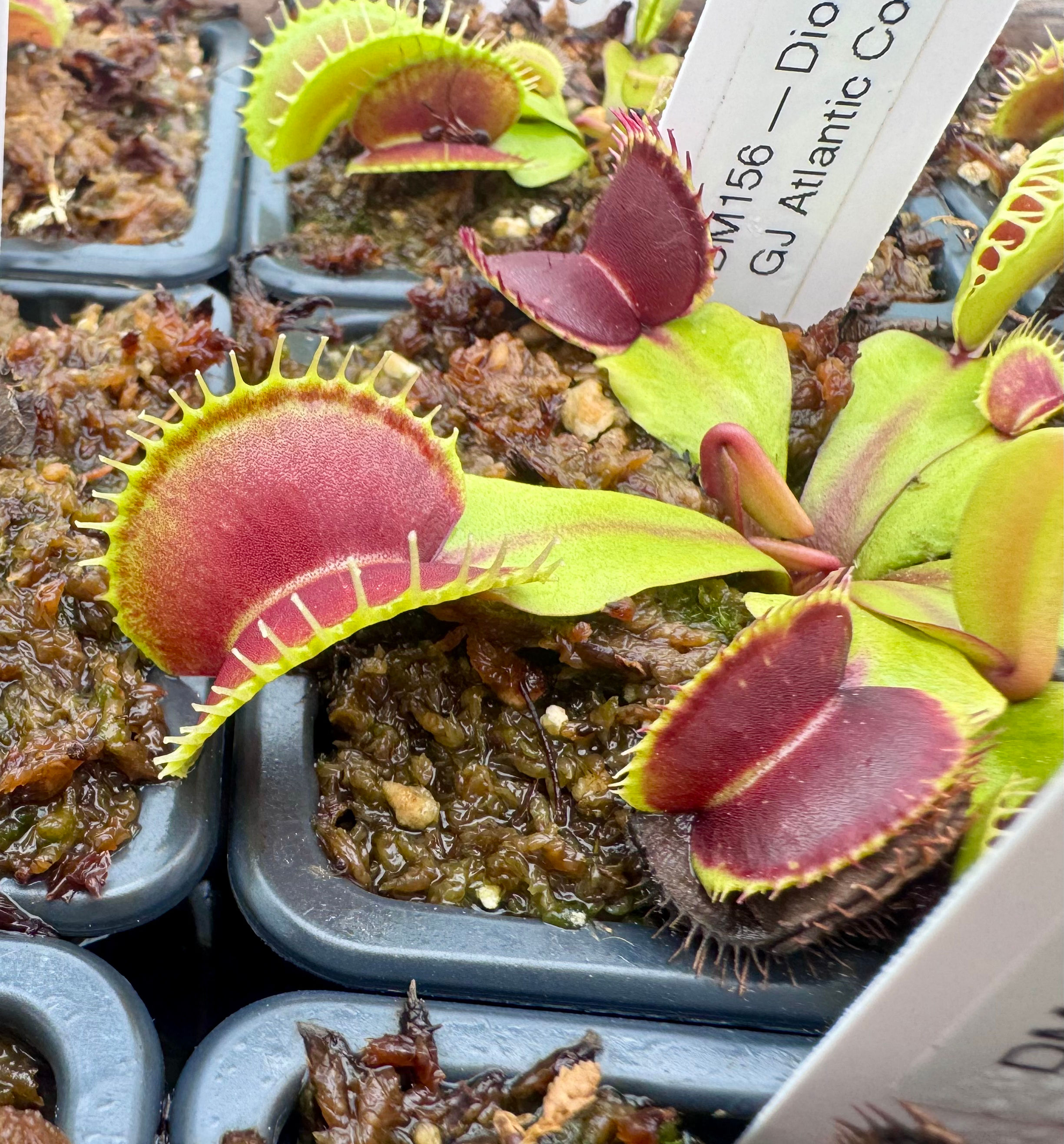 Dionaea muscipula - GJ Atlantic Cockle