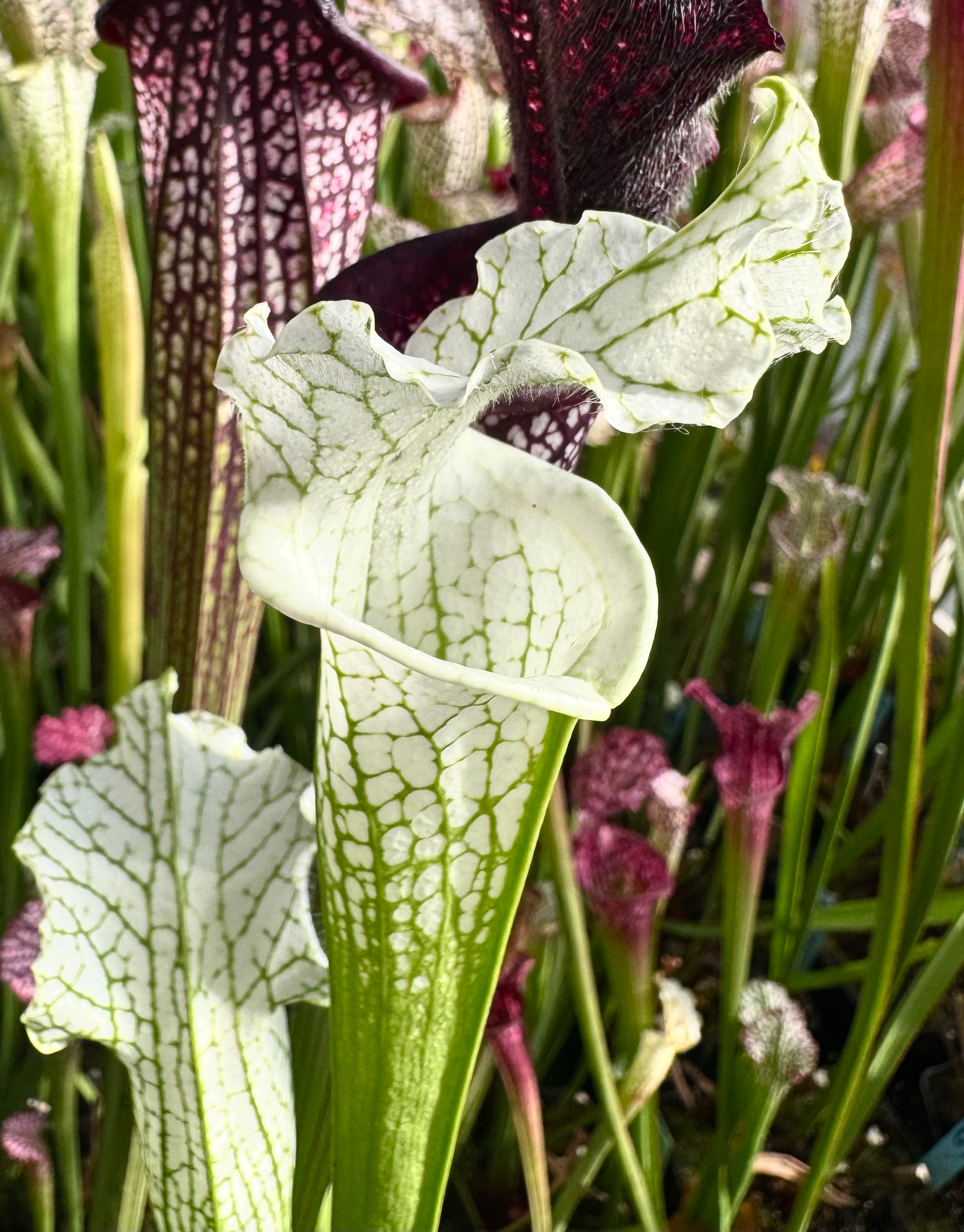 S. leucophylla – alba # 7