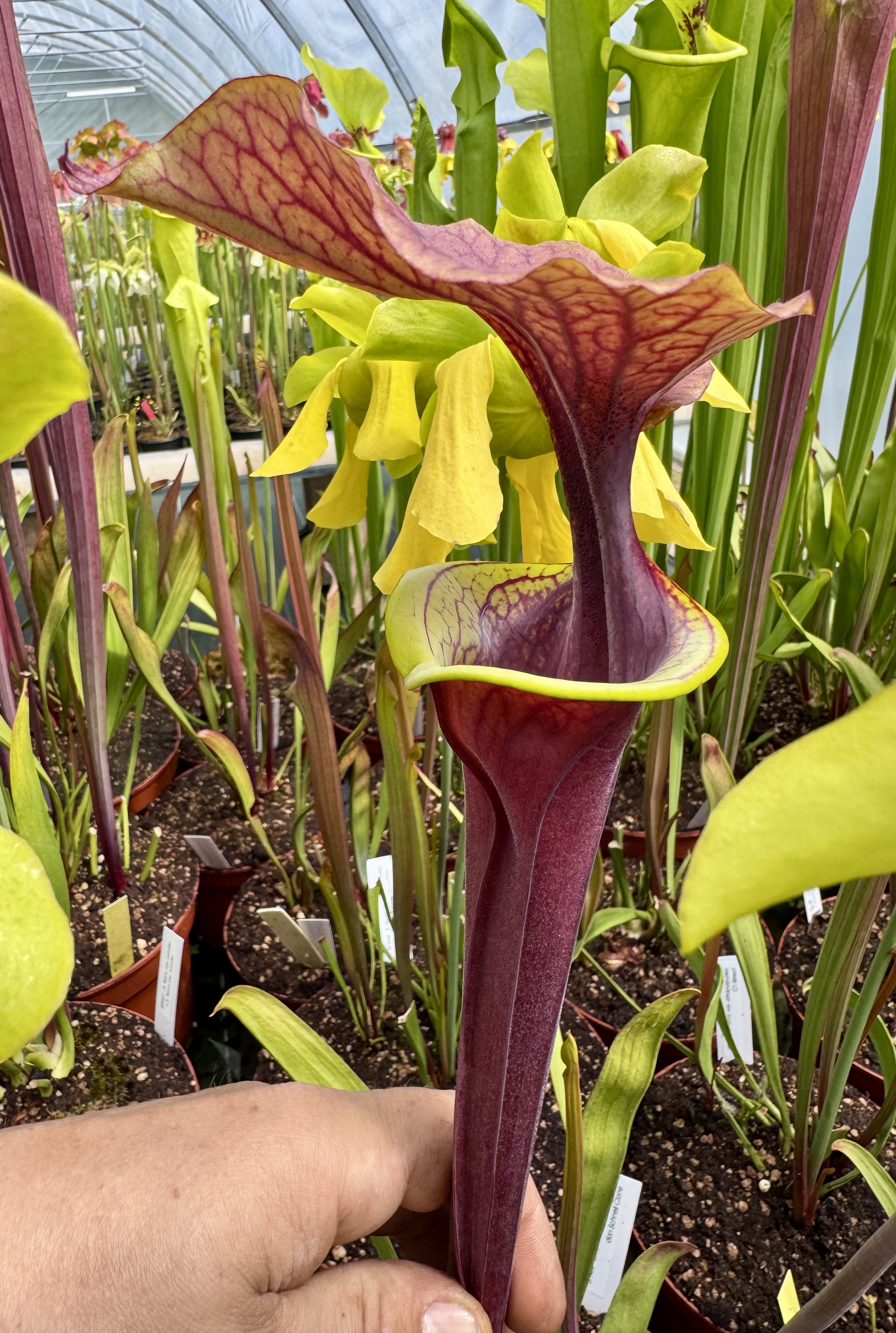 S. flava var. atropurpurea -- (F196c, Msrba)