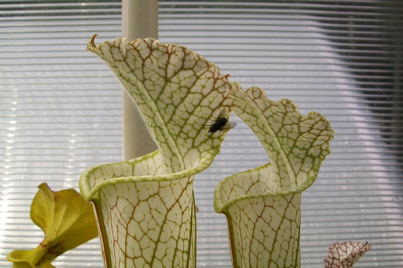 S. leucophylla – #2 (Dr Konig)