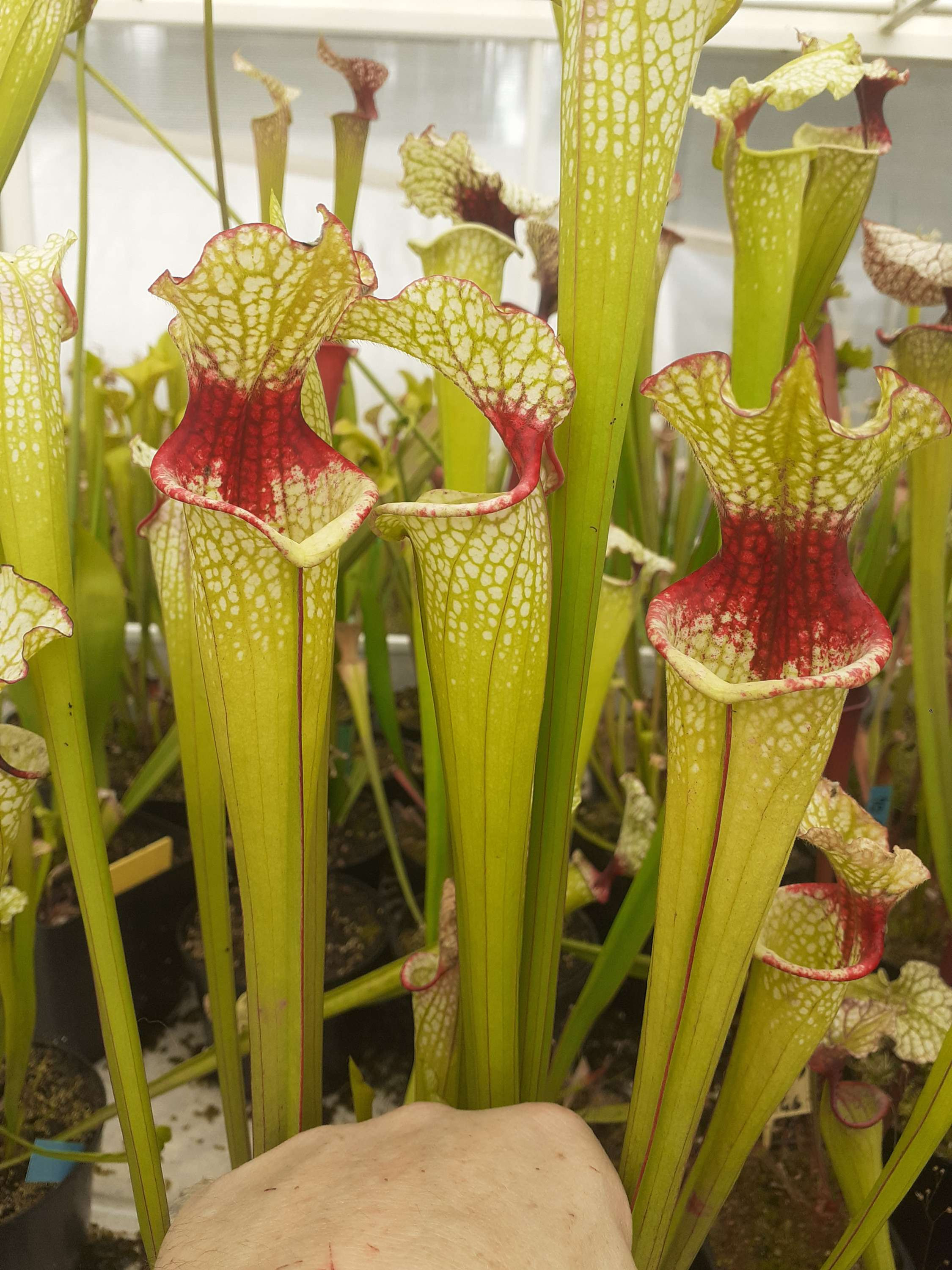 S. x  Throat blood "lucifer "