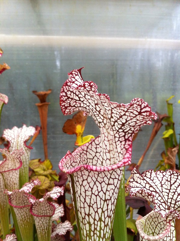 S. leucophylla -- pink and purple pitchers, vigorous and tall plant