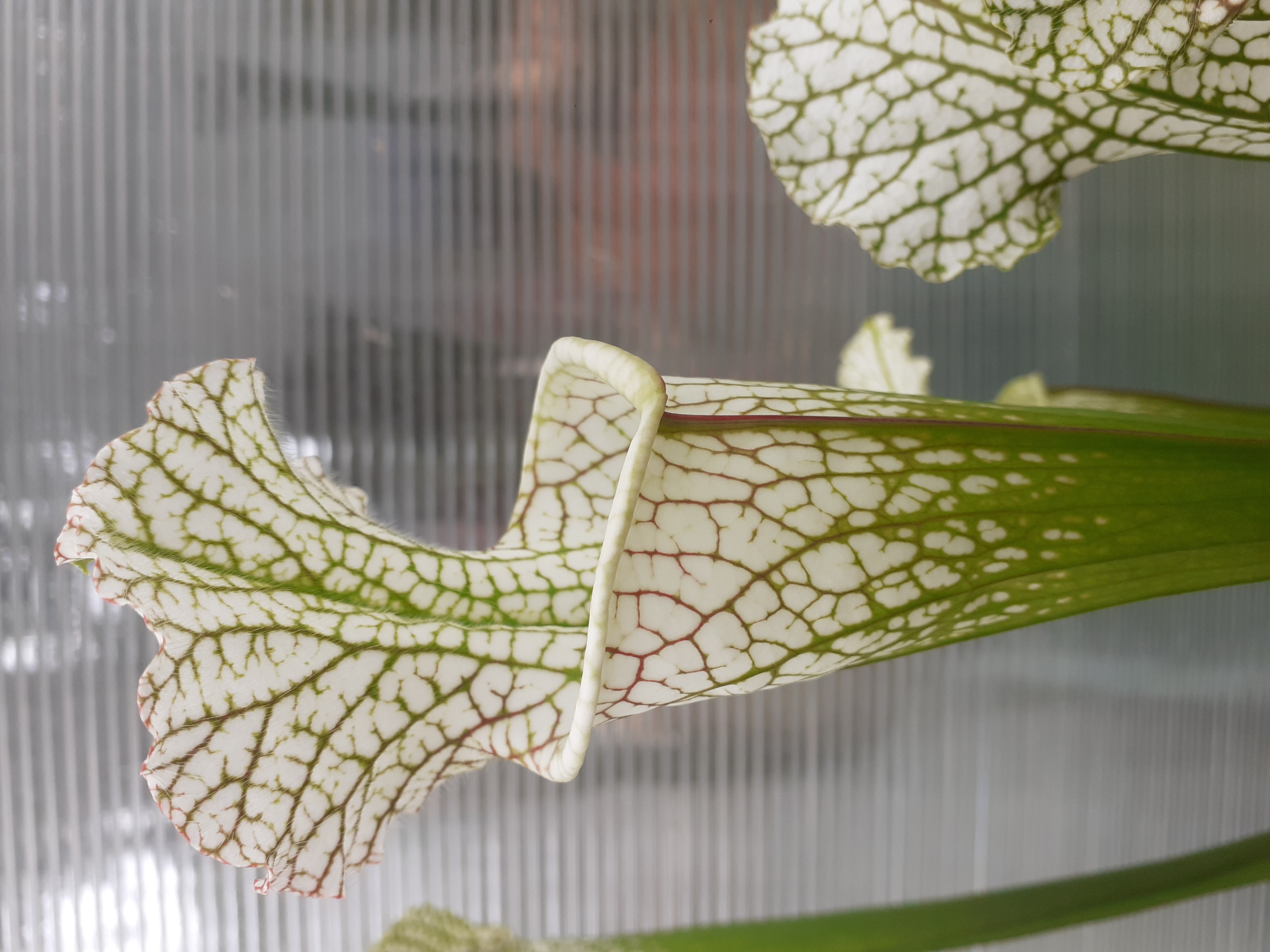 S. leucophylla -- red/white , Mobile, Co ,very large form