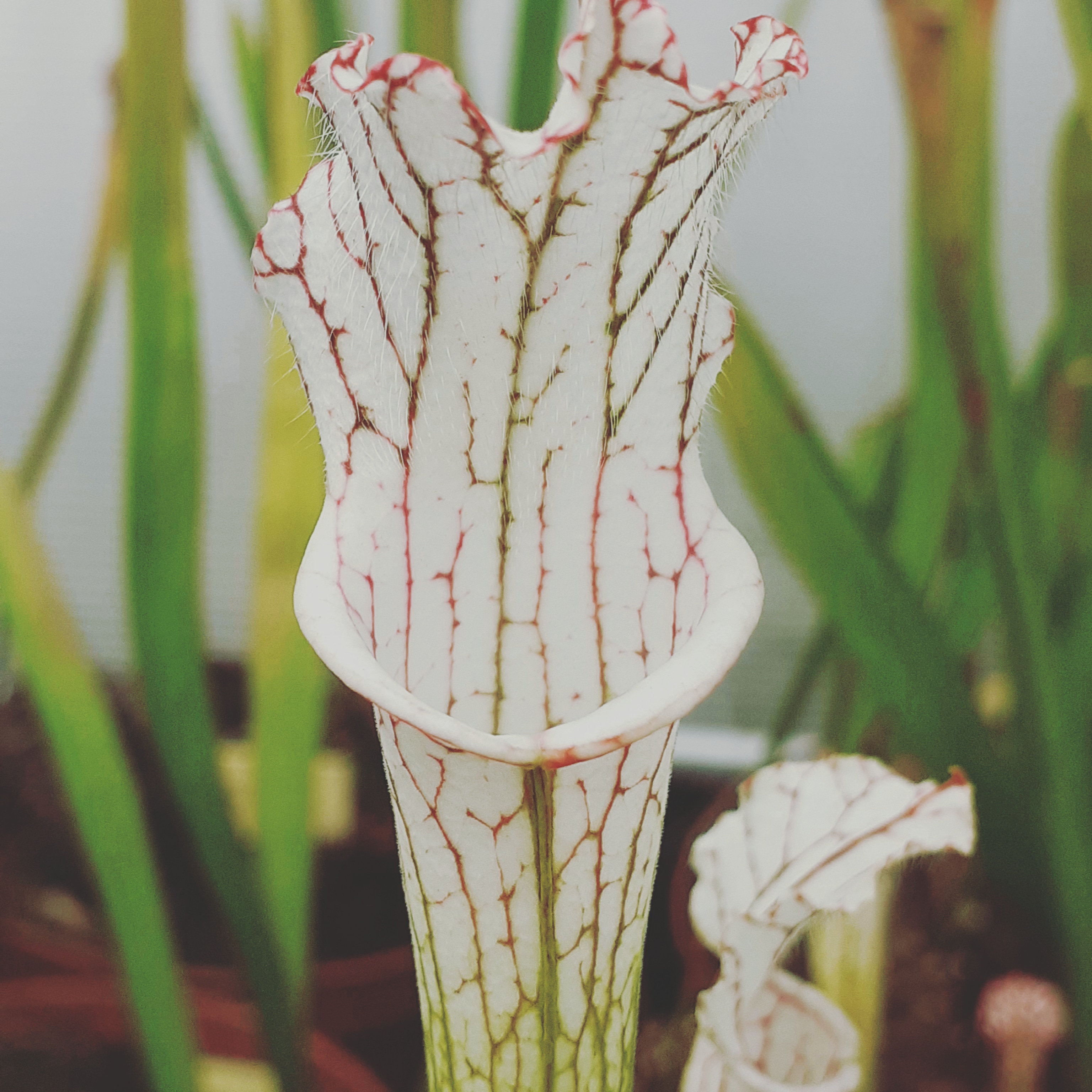 S. leucophylla – alba # 8