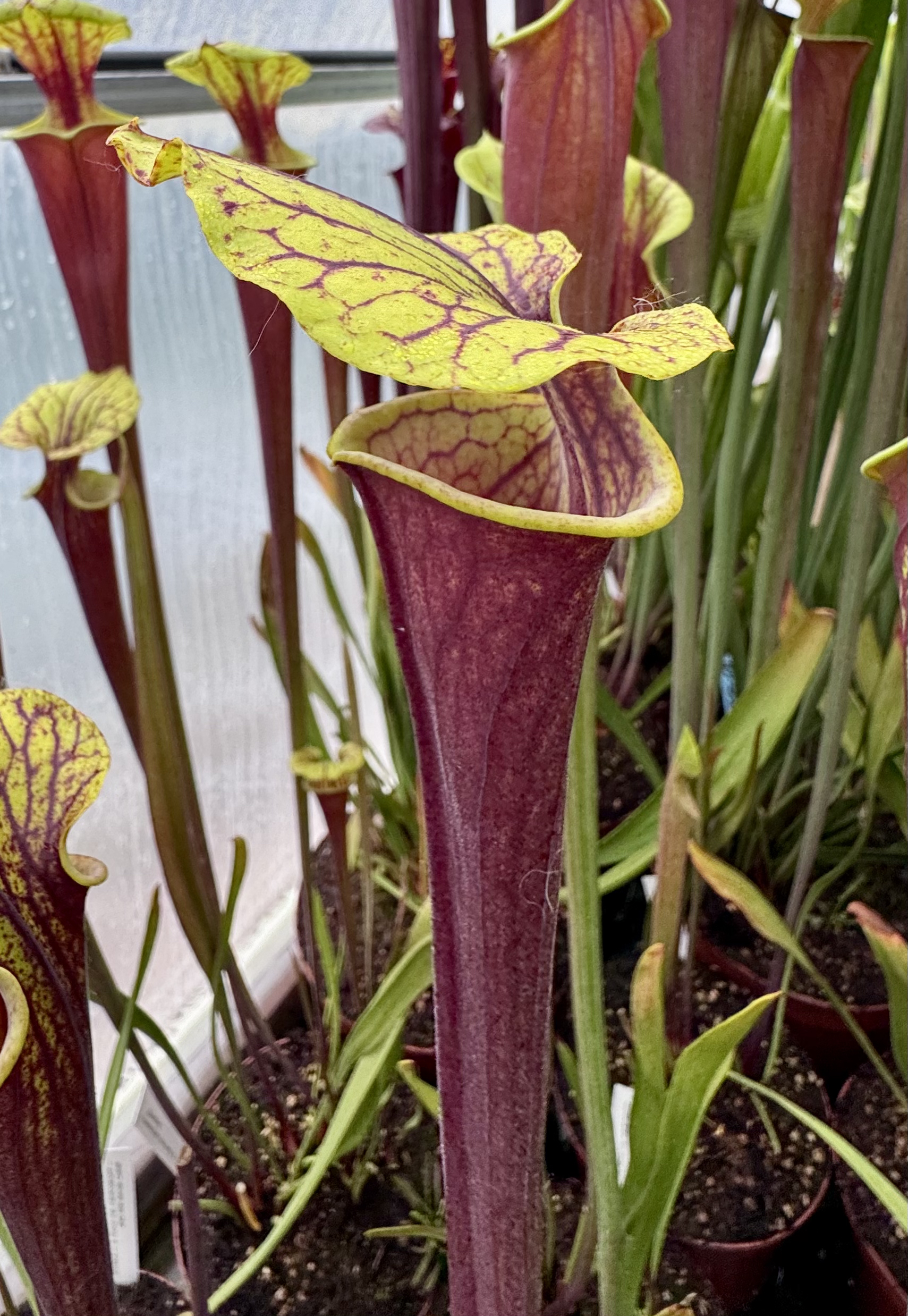 S. Flava var. rubricorpora — Thin-tubed, Gulf County