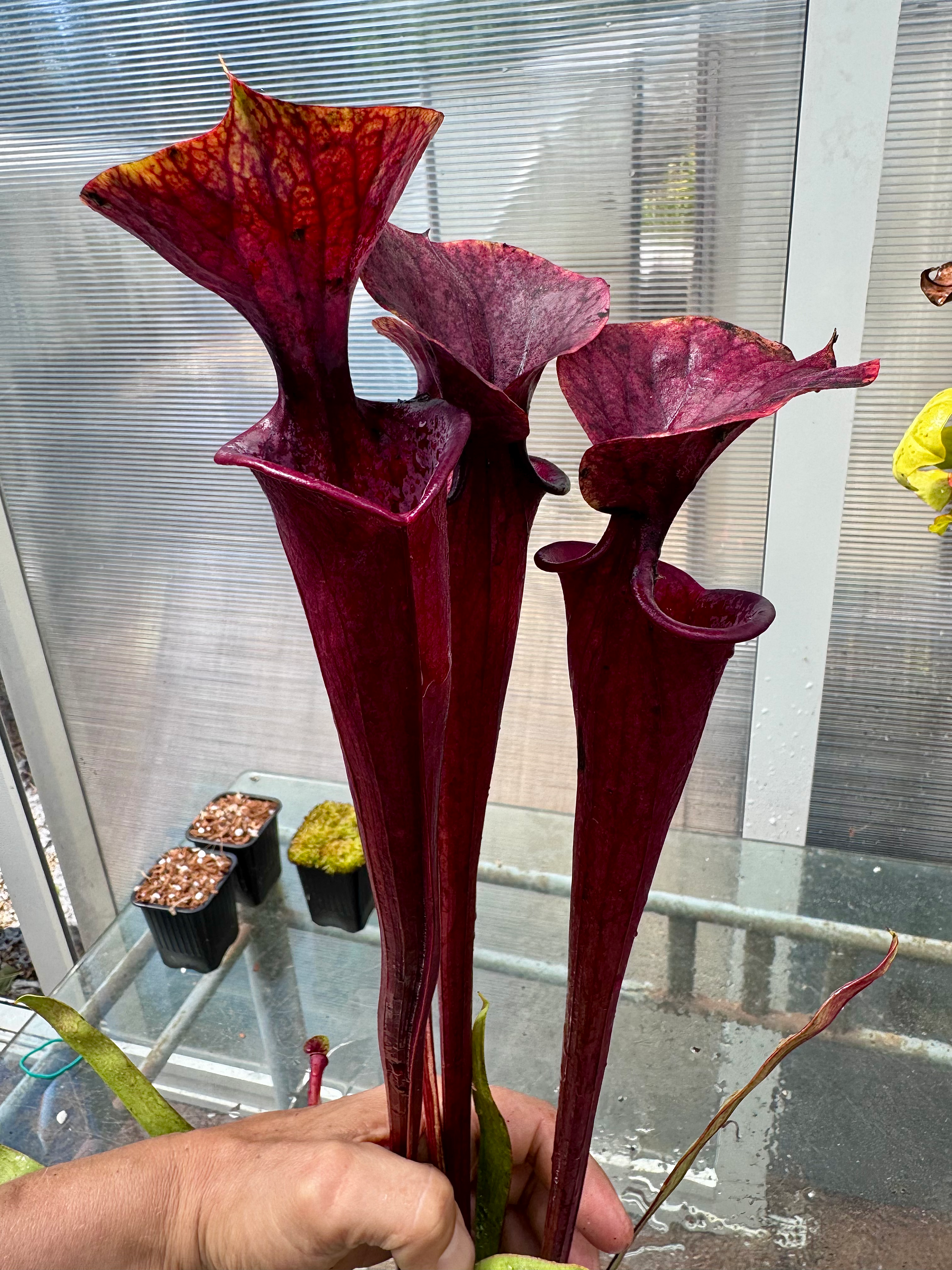 S. flava var. atropurpurea