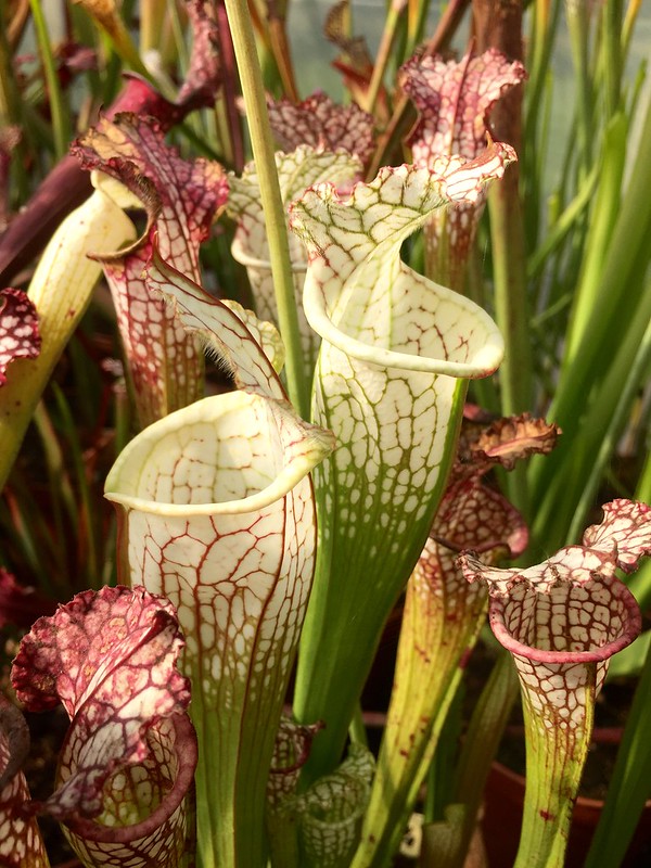 S. leucophylla – Pink CK X S. leucophylla -- pouty Lip ( C1 )