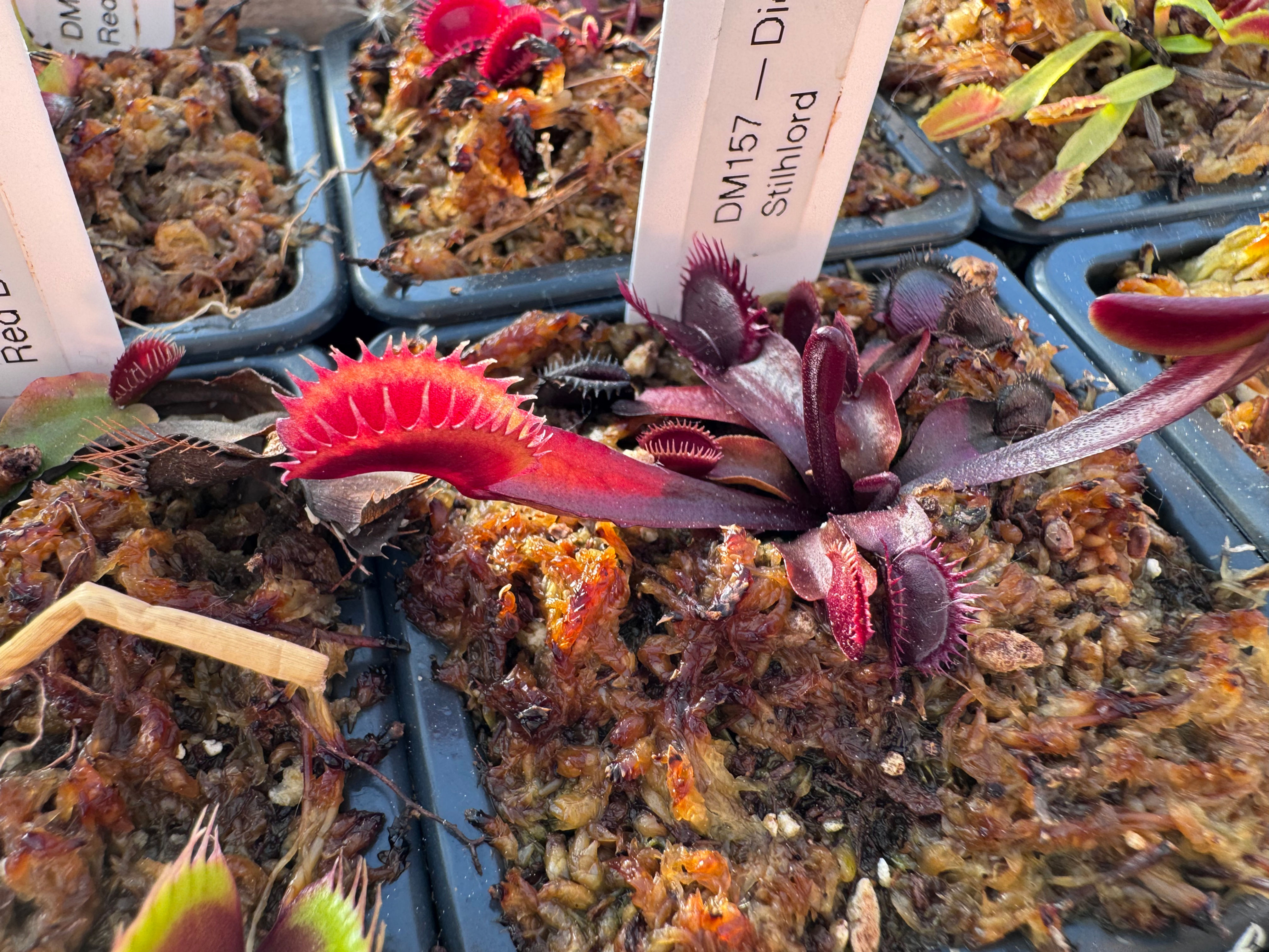 Dionaea muscipula - Stilhlord 