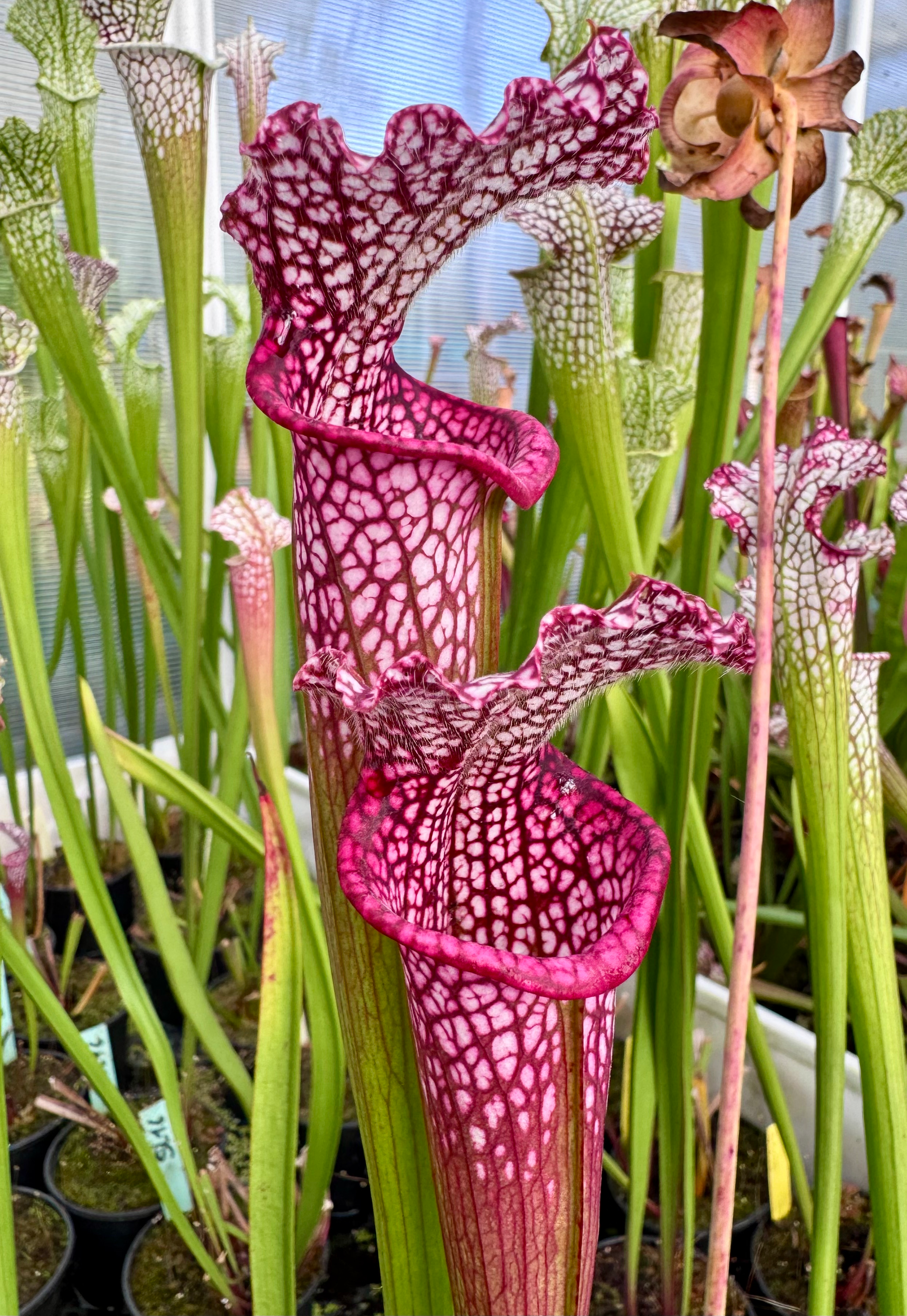 S. leucophylla -- hot pink (L48a,MK)