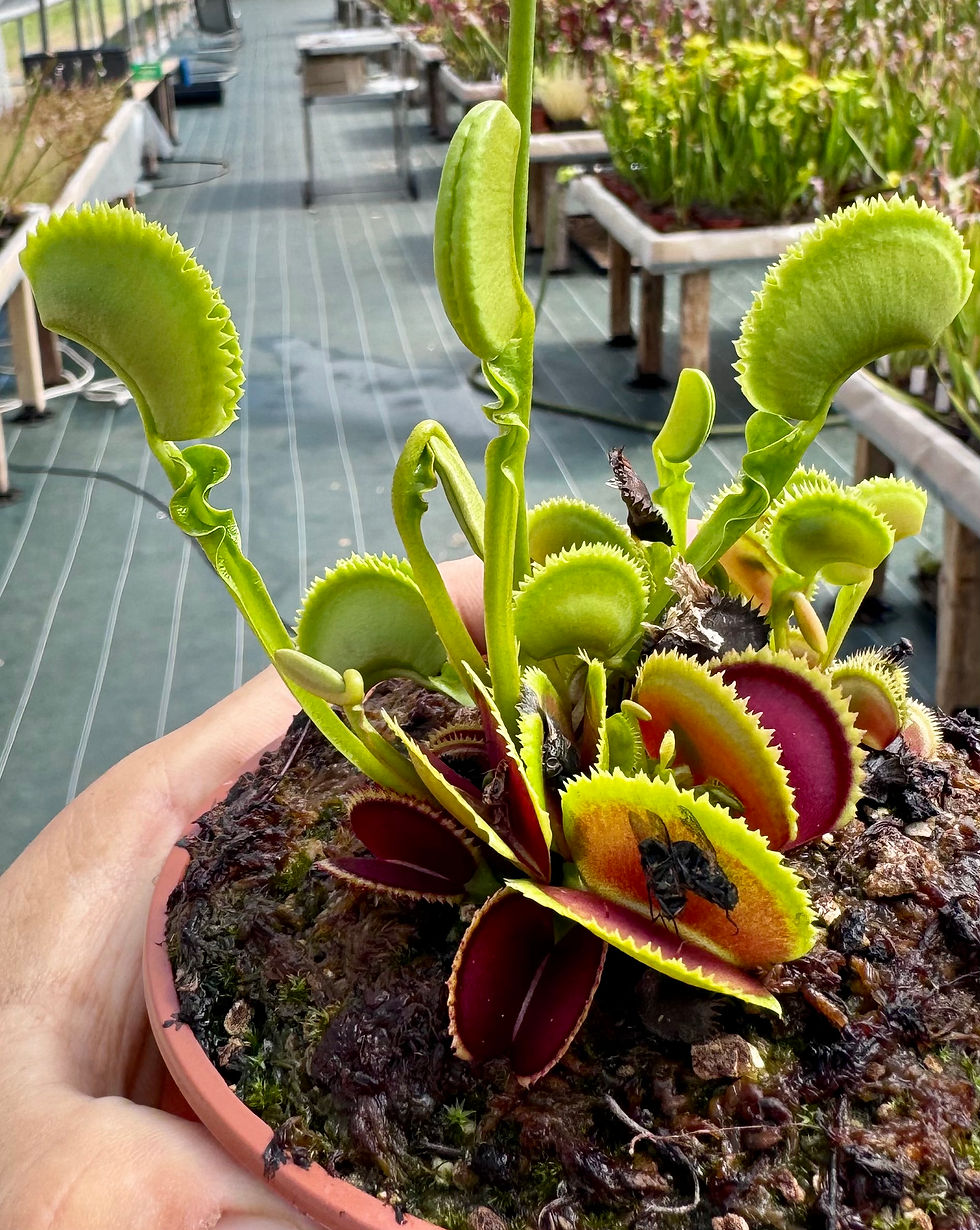Miniature : Dionaea muscipula - Butterfly 