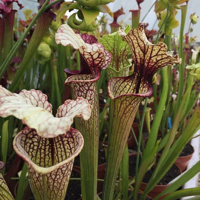 S.x Moorei -- `Marston Select`