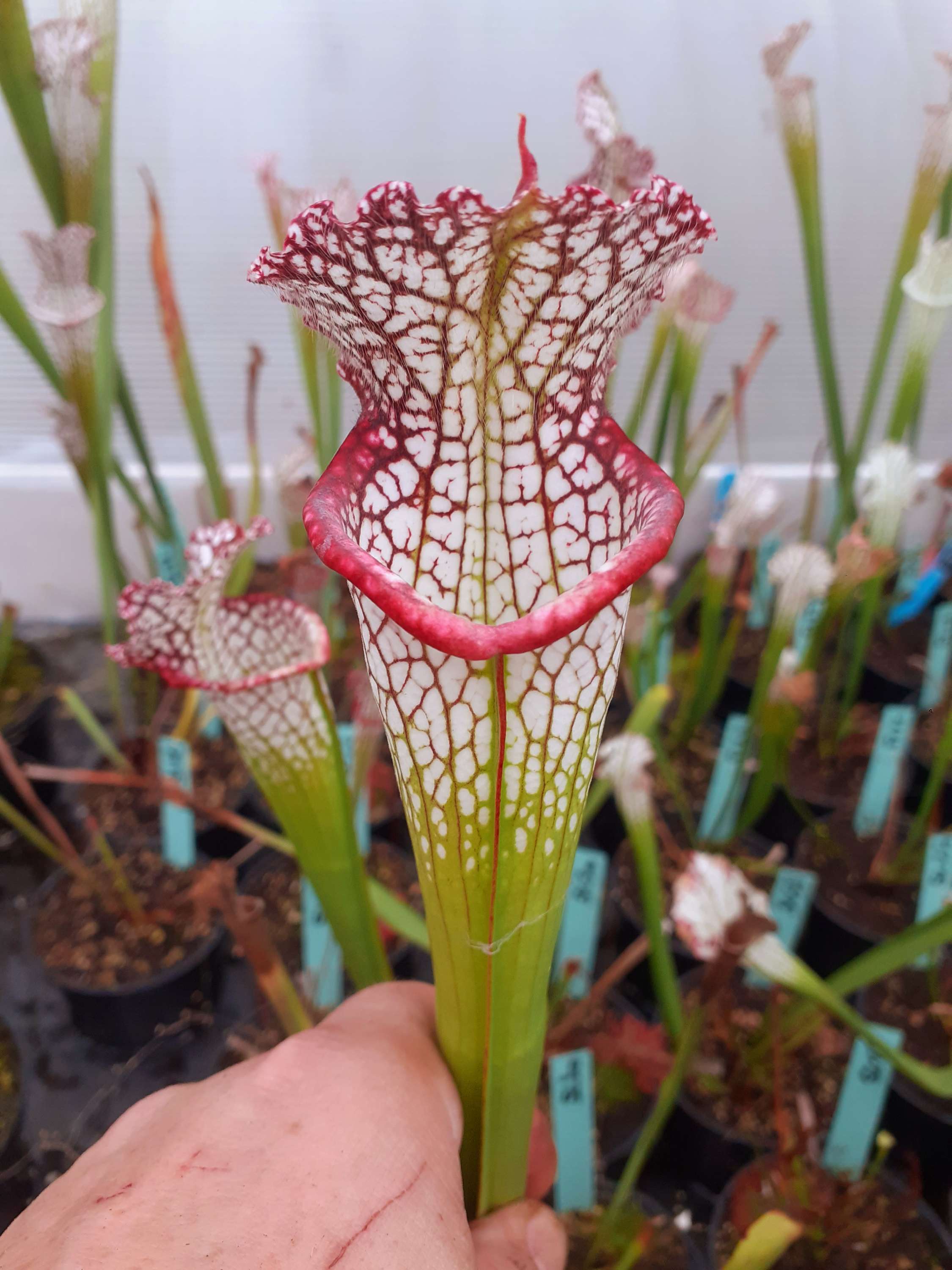 S. leucophylla – arum