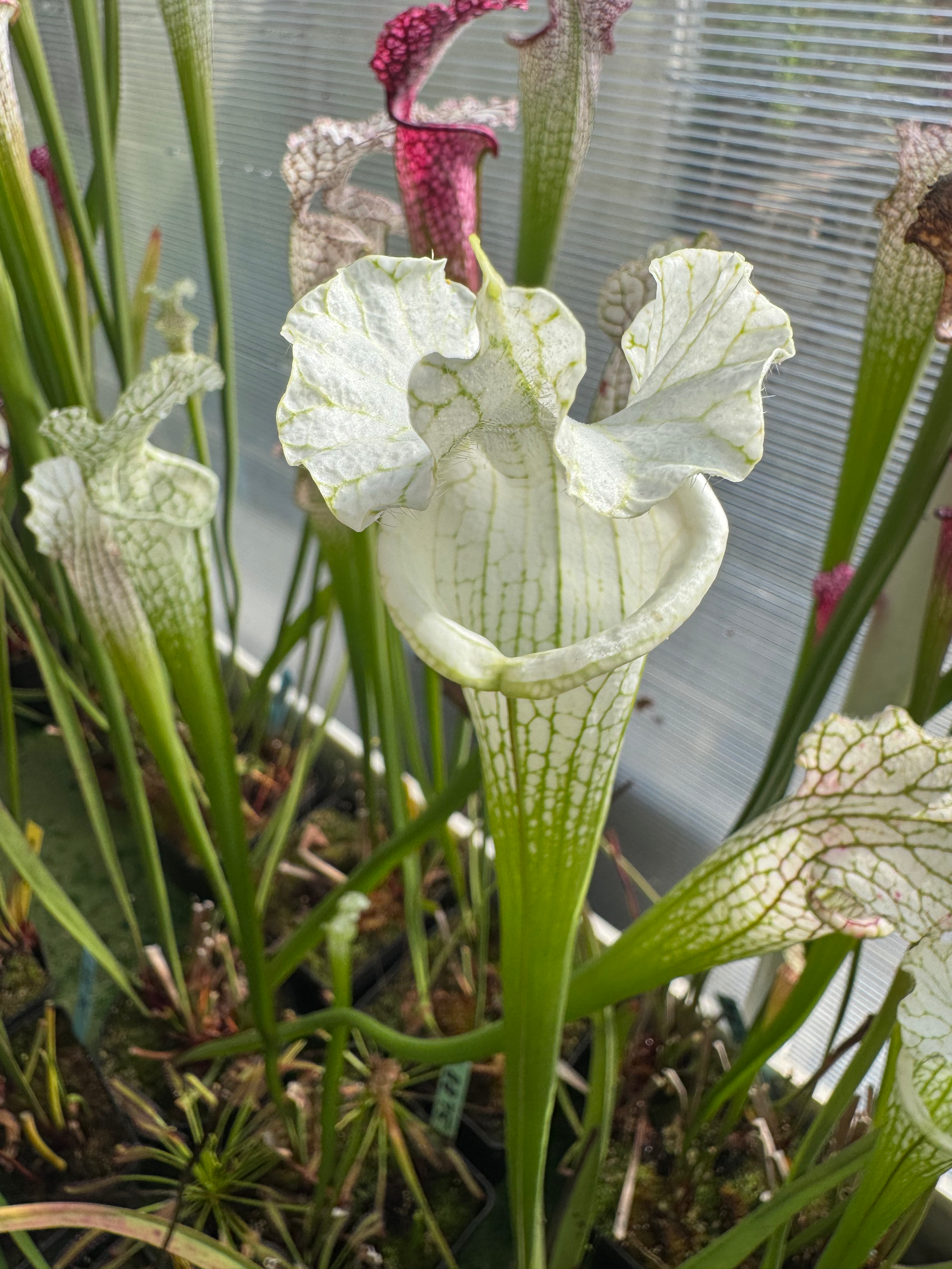 S. leucophylla – alba # 9
