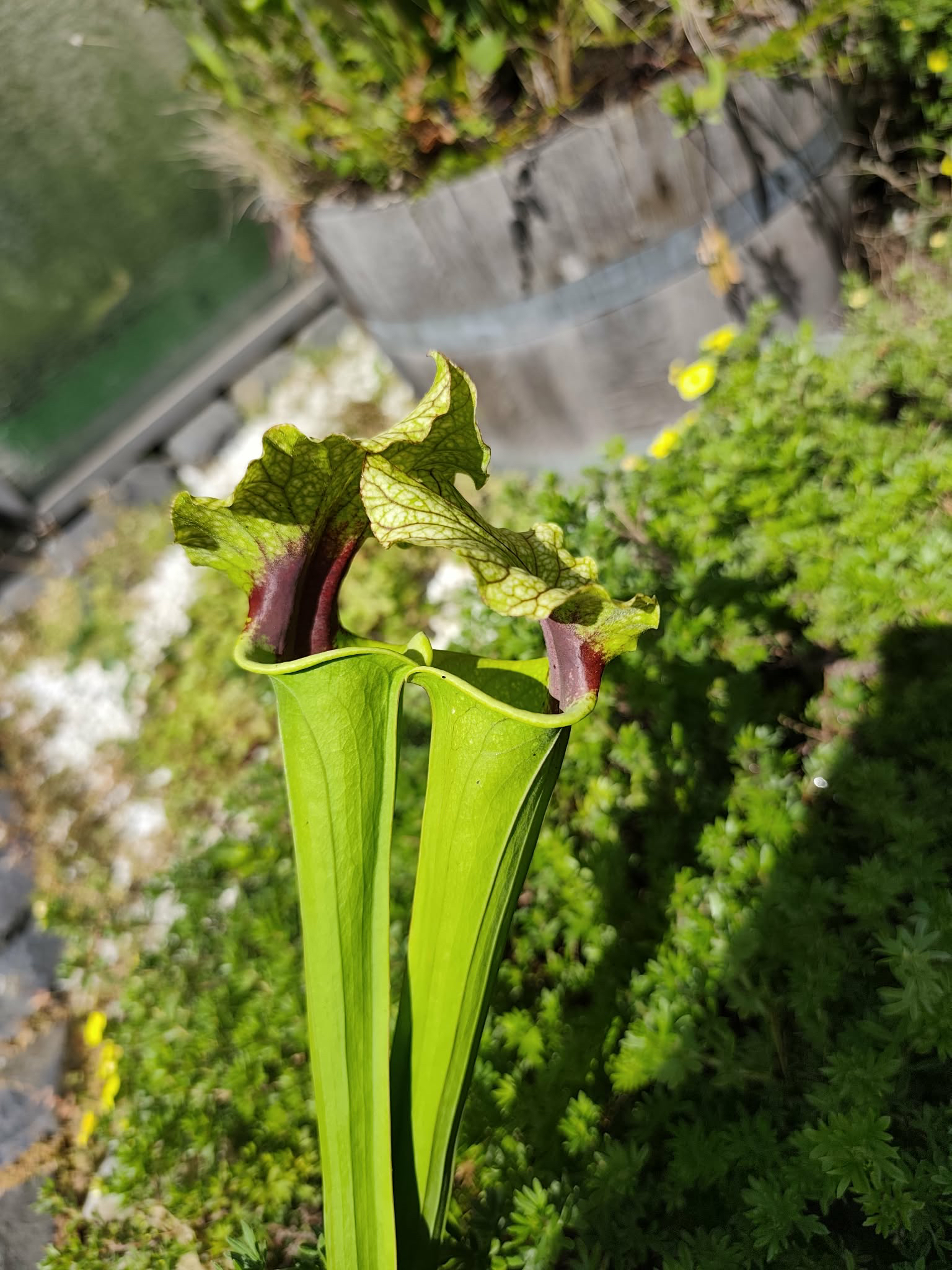 S.x Moorei – ' Artesiana '