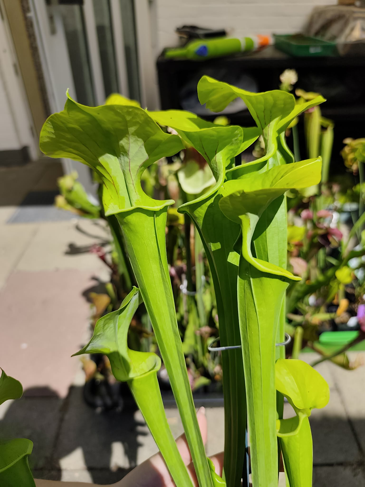 S. x ' Doreen's Colossus '