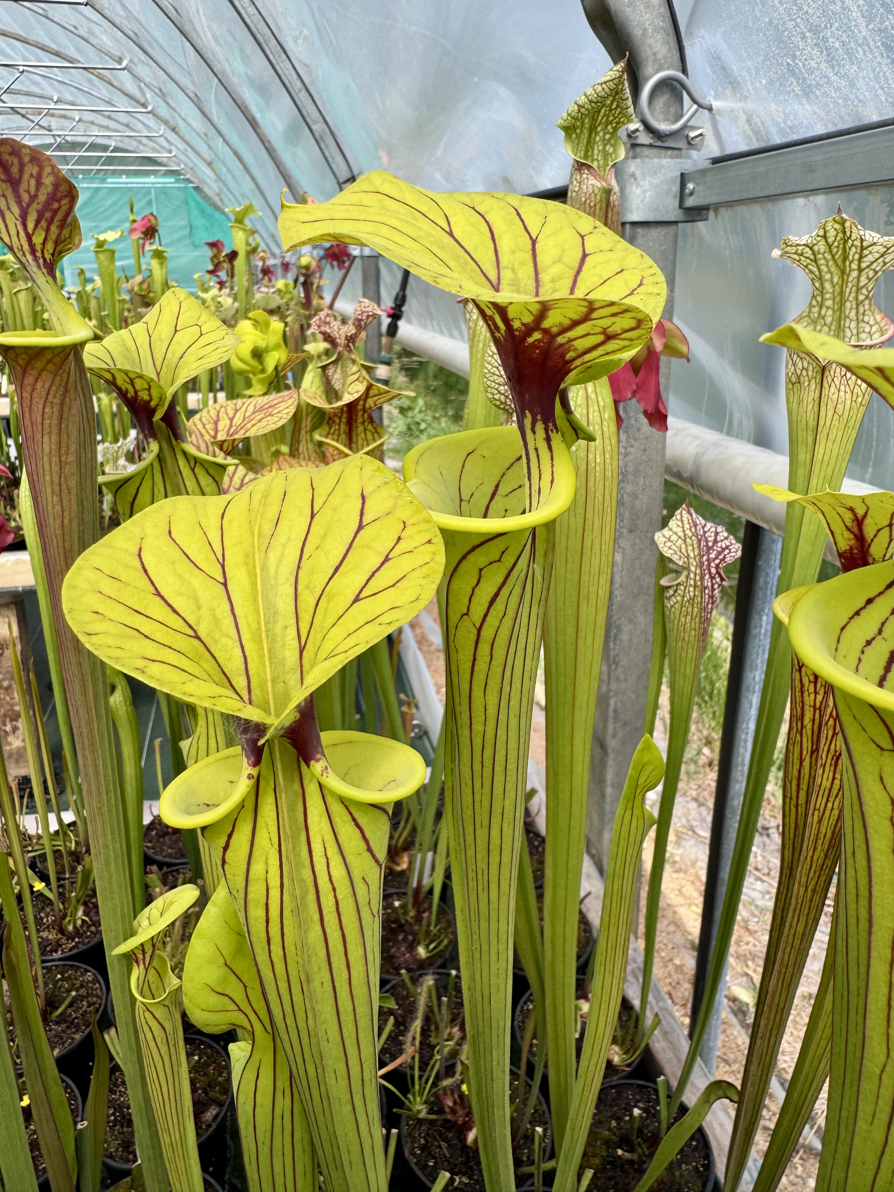S. flava var. ornata -- Prince George Co, Virginie