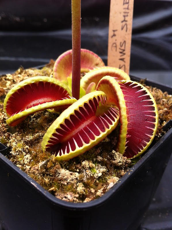 Dionaea muscipula - jaws smiley