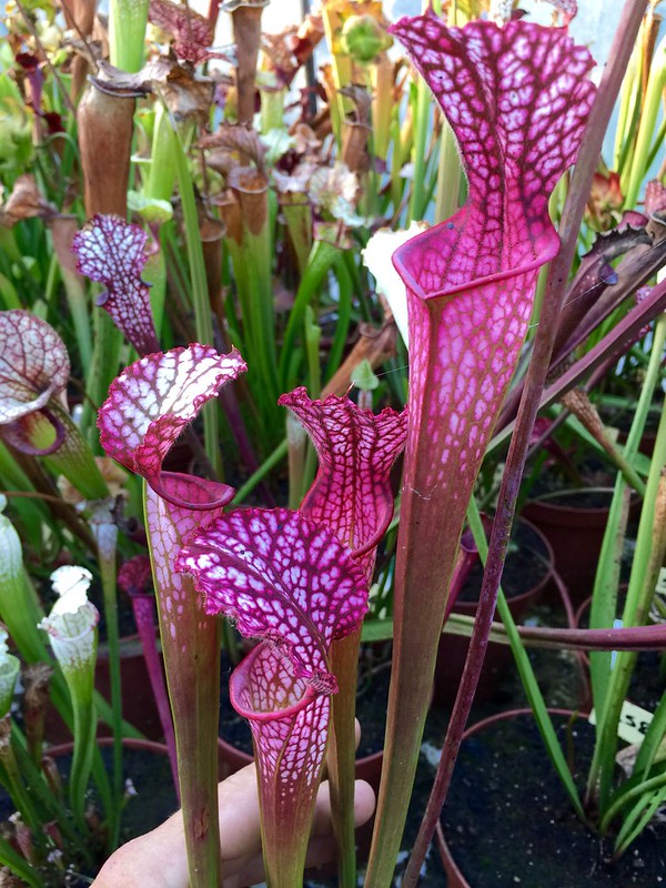 S. leucophylla – pink sheet