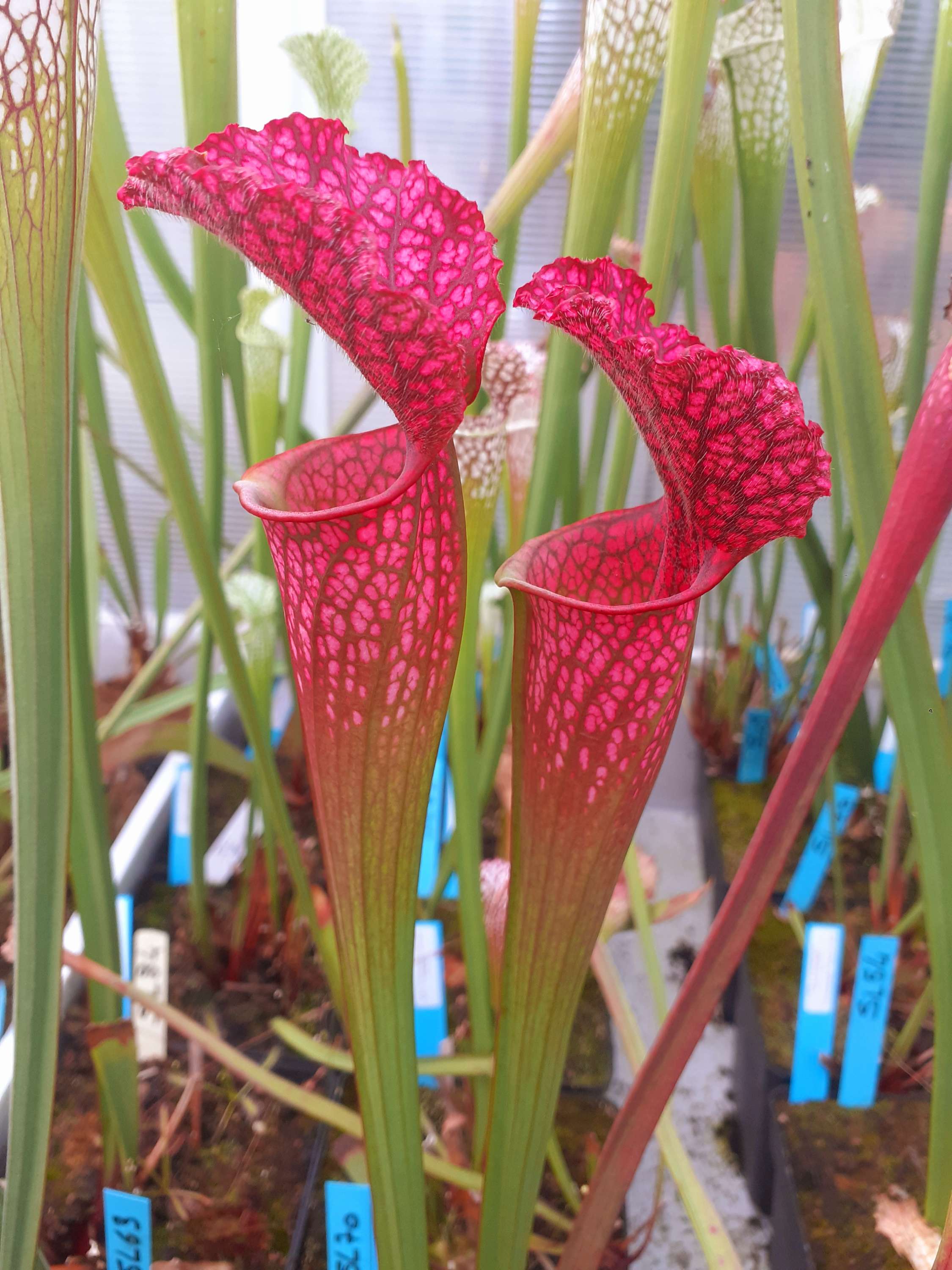 S. leucophylla – bonbon