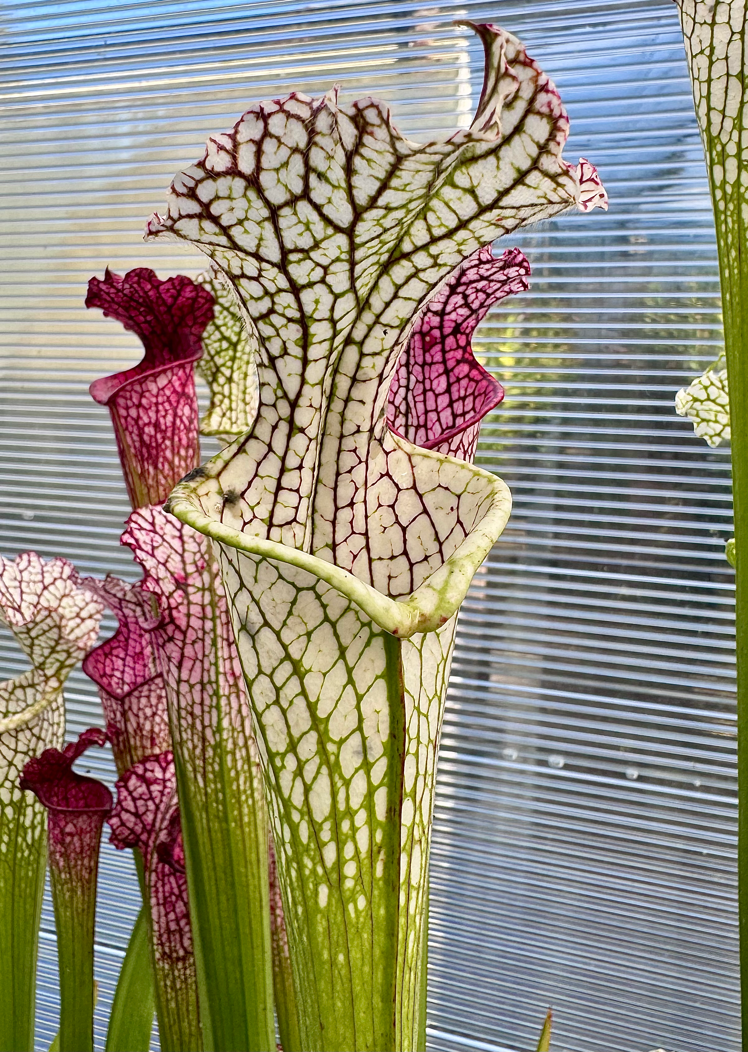 S. leucophylla – L102MK